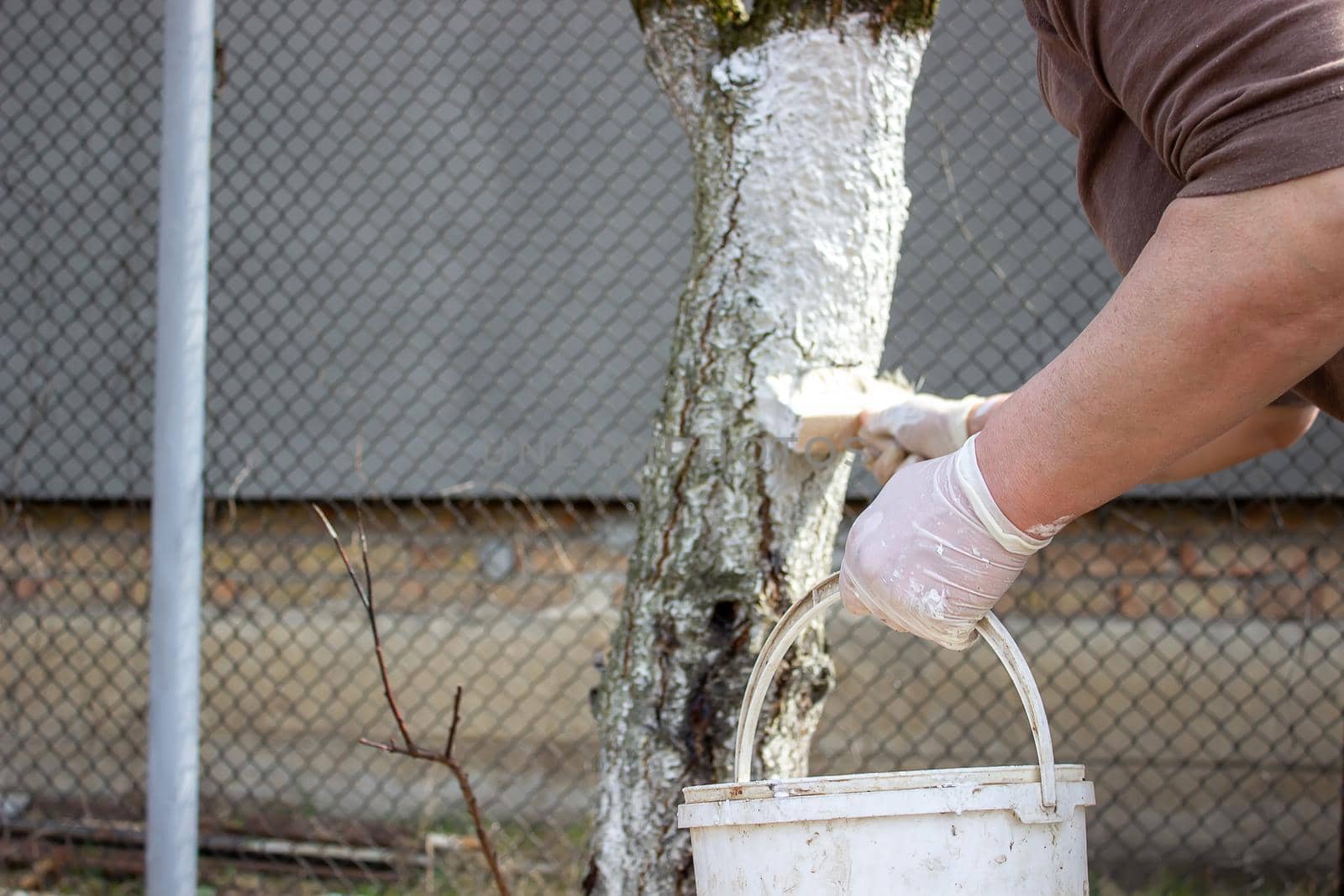 Girl whitewashing a tree trunk in a spring garden. Whitewash of spring trees, protection from insects and pests.selective focus