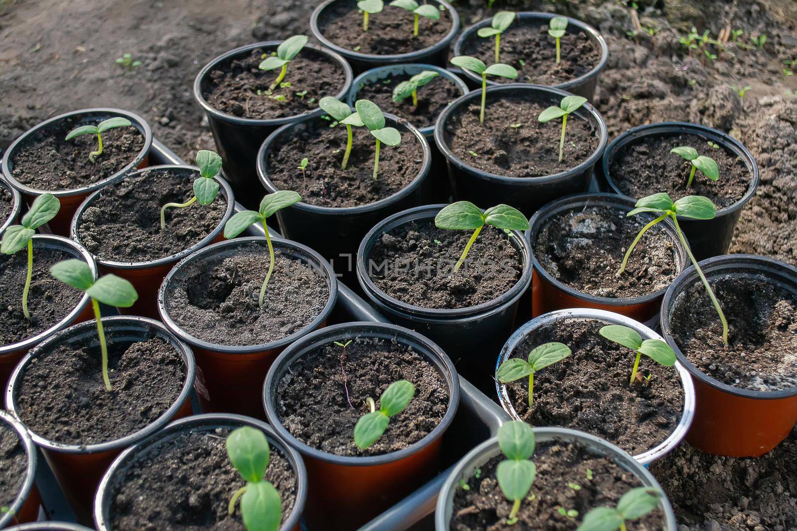 Potted seedlings growing in biodegradable peat moss pots on wooden background with copy space