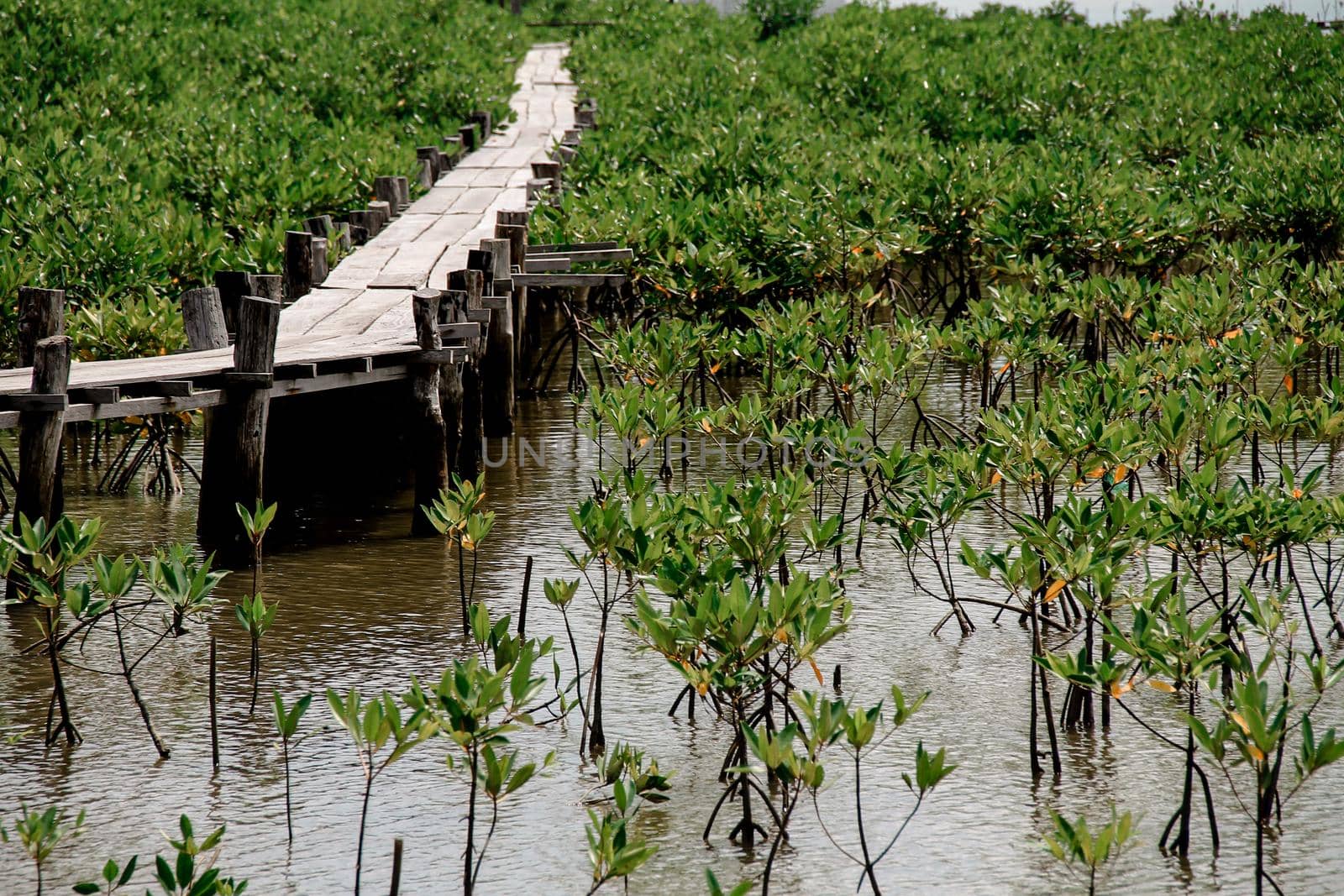 Mangrove conservation area where seedlings are replanted by Sonnet15