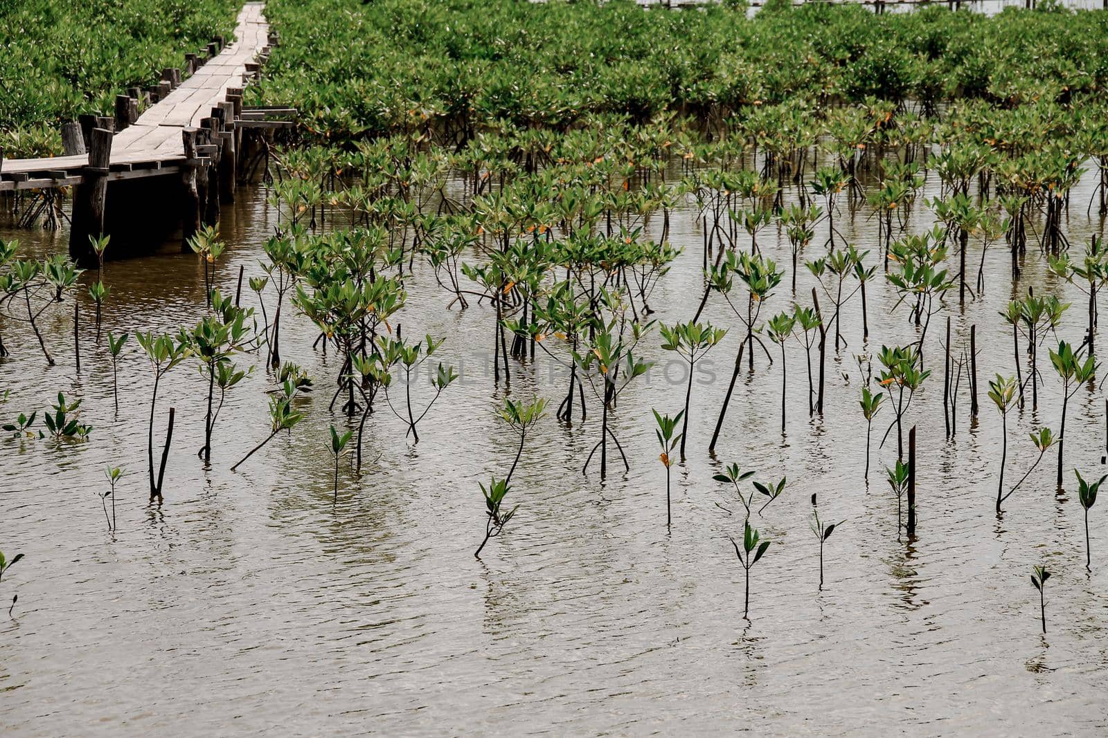 Wooden pathway in the middle of a mangrove conservation area where seedlings are replanted