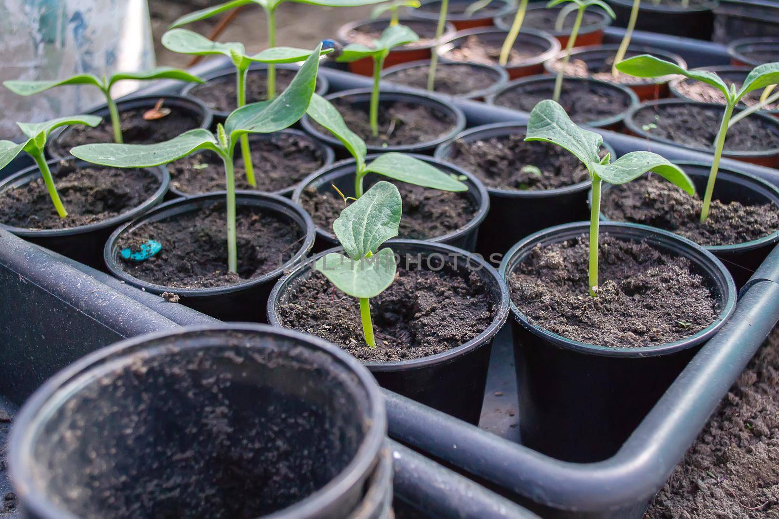 Potted seedlings growing in biodegradable peat moss pots on wooden background with copy space