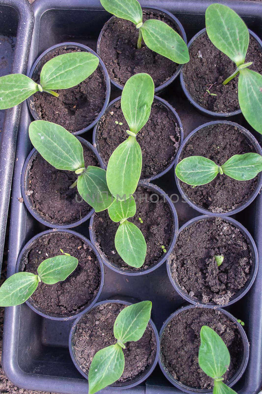 Potted seedlings growing in biodegradable peat moss pots on wooden background with copy space