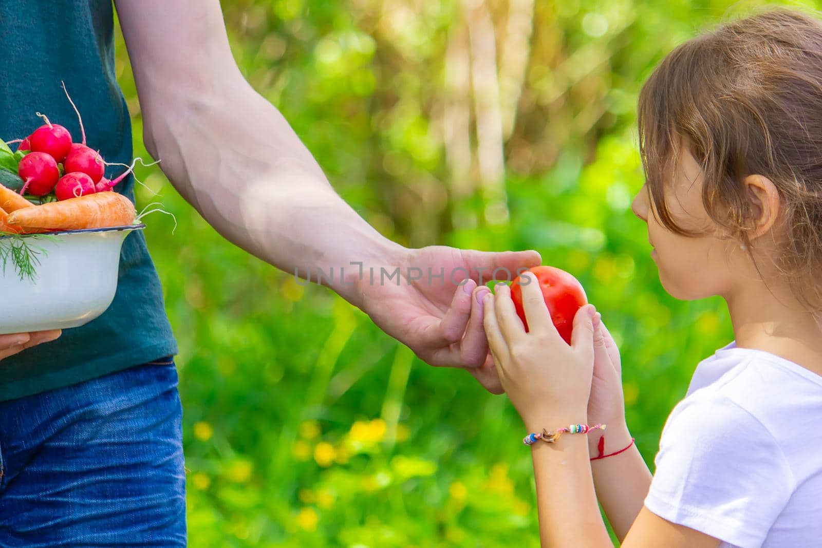 A man and his child in the garden with vegetables in their hands. Selective focus. nature.