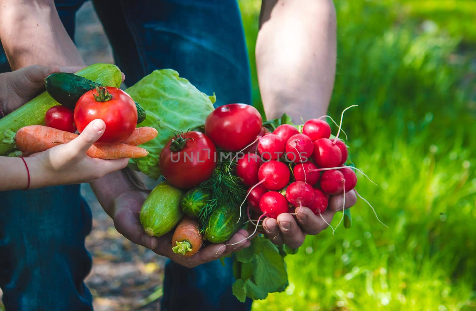 A man and his child in the garden with vegetables in their hands. Selective focus. nature.