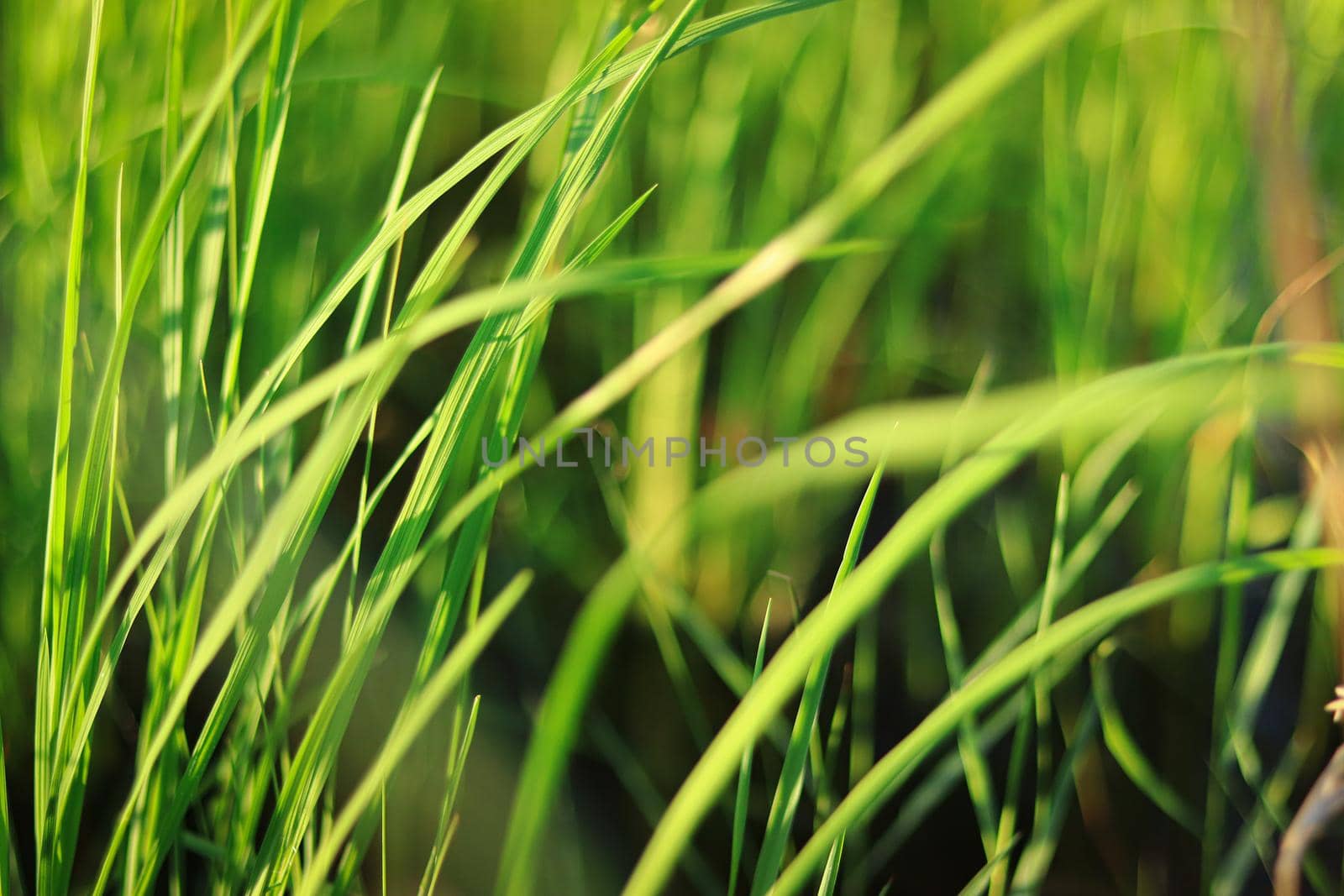 Close up of green blades of grass swaying in the breeze