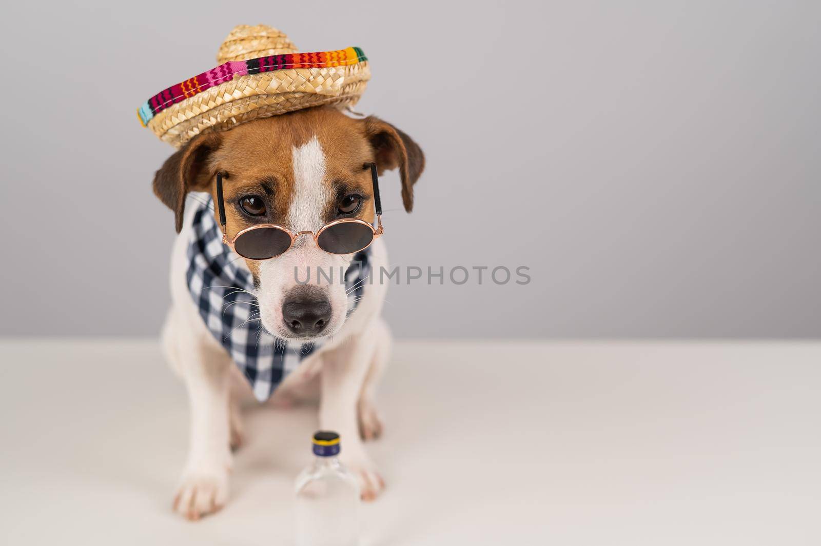 Jack Russell Terrier dog dressed as a Mexican