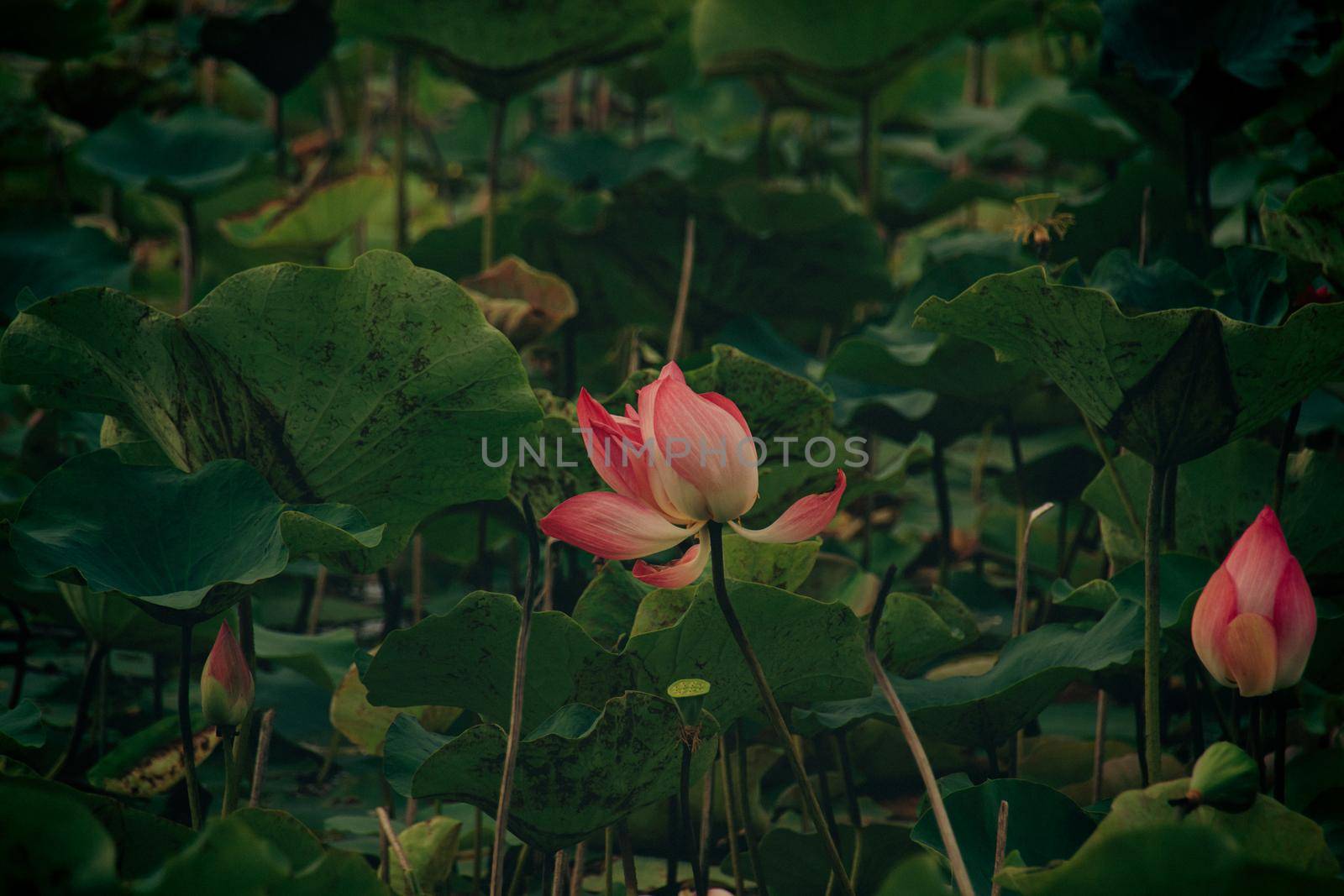 Lotus flower or Nelumbo nucifera in a pond of gently swaying leaves by Sonnet15