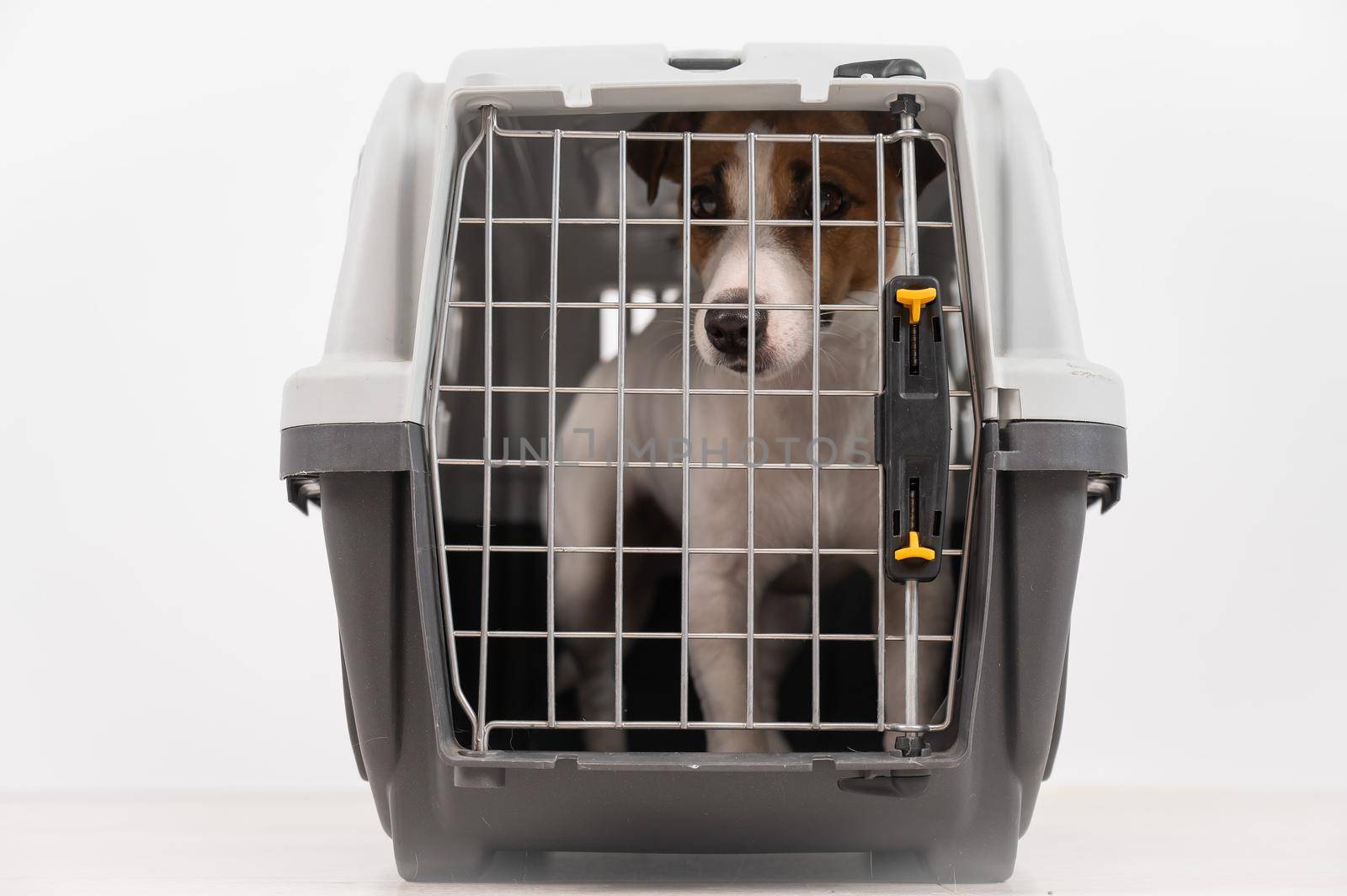 Jack Russell Terrier dog inside a cage for the safe transportation of pets. Travel box. by mrwed54