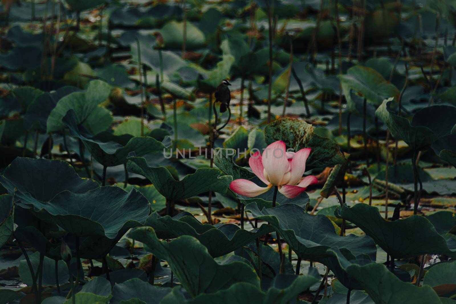 Lotus flower or Nelumbo nucifera in a pond of gently swaying leaves showing the concept of spring mindfulness and wellness