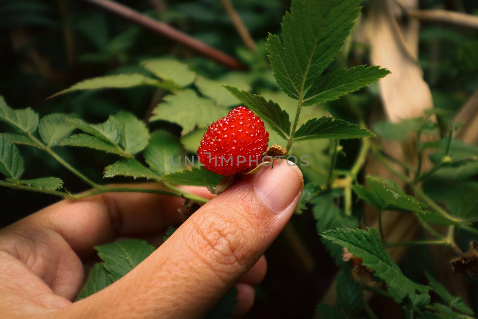 Foraging for wild Balloon berry by Sonnet15