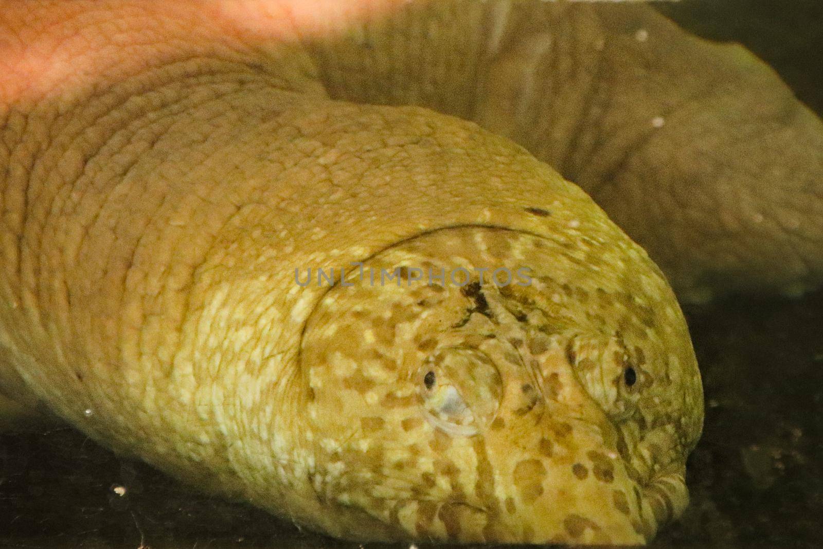 Close up of a Rafetus swinhoei or Yangtze giant softshell turtle head