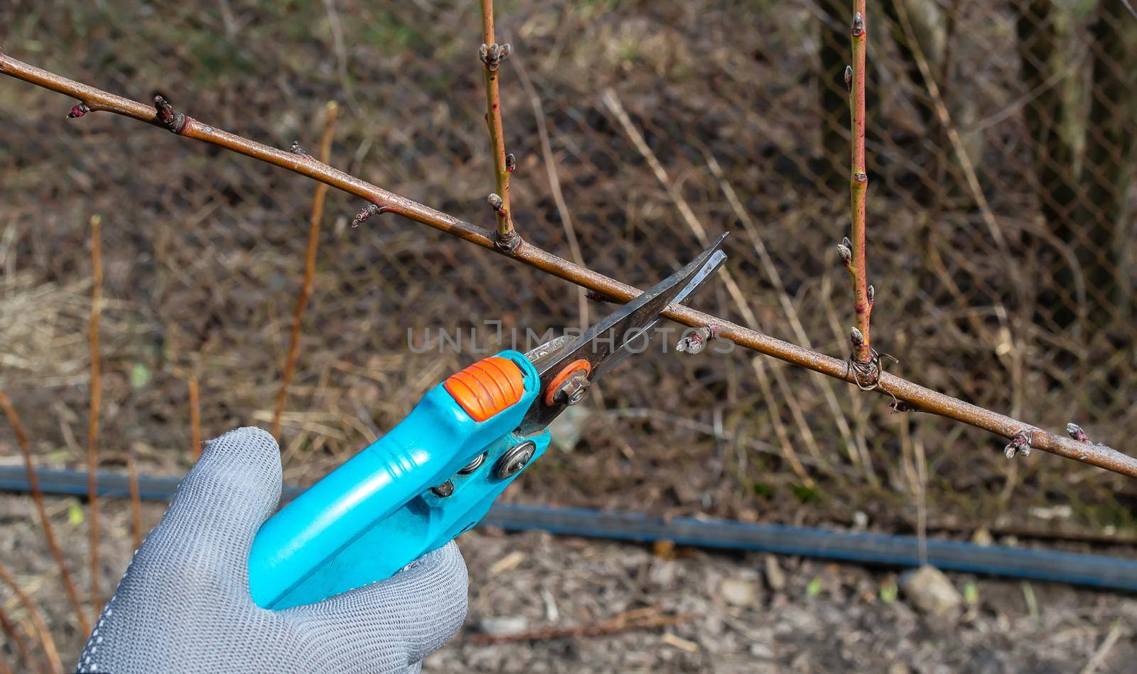Pruning an fruit tree - Cutting Branches at spring