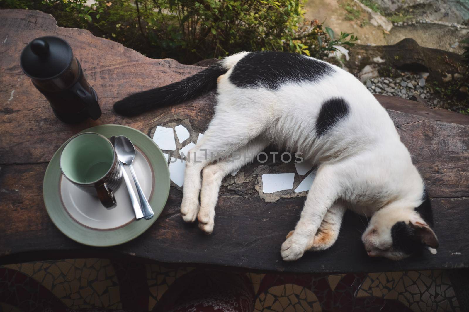 Relaxing coffee time with a pet cat showing the fresh aesthetic of Spring season, wellness and simplicity of life