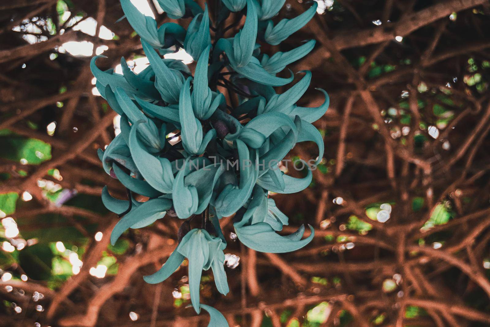 Close up of a Strongylodon macrobotrys flower or Philippine Jade Vine
