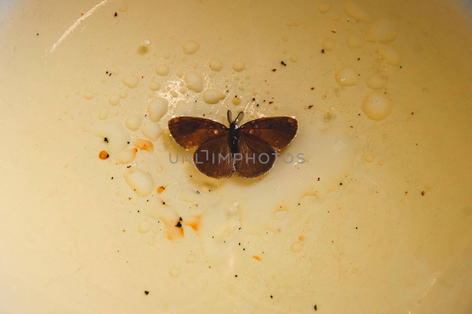 Close up of the moth trapped in a bowl of oil by Sonnet15