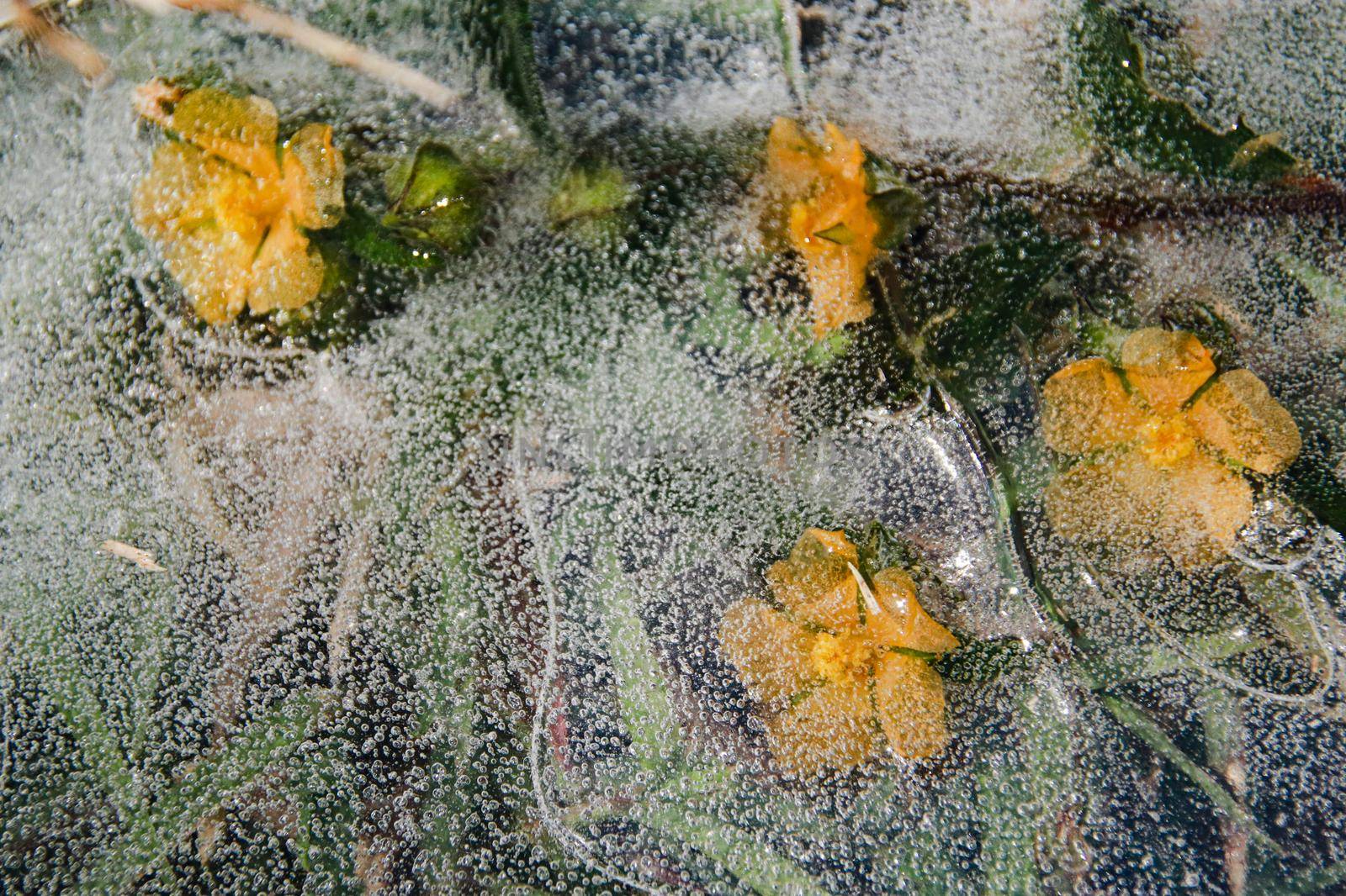 Yellow flowers trapped in the thawing ice by Sonnet15