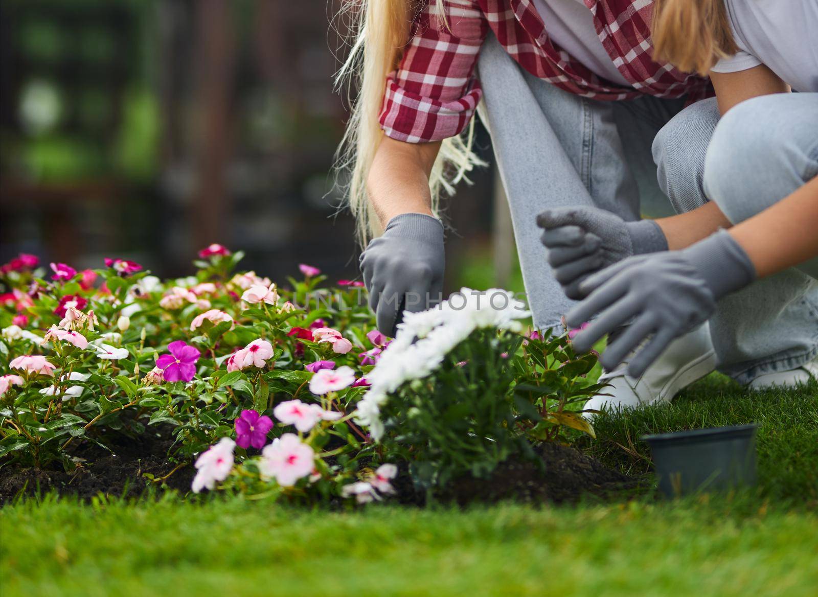 Close up of mother and her daughter in working gloves putting flowers from pot into soil on backyard. Family seedling plants during summer time at garden.
