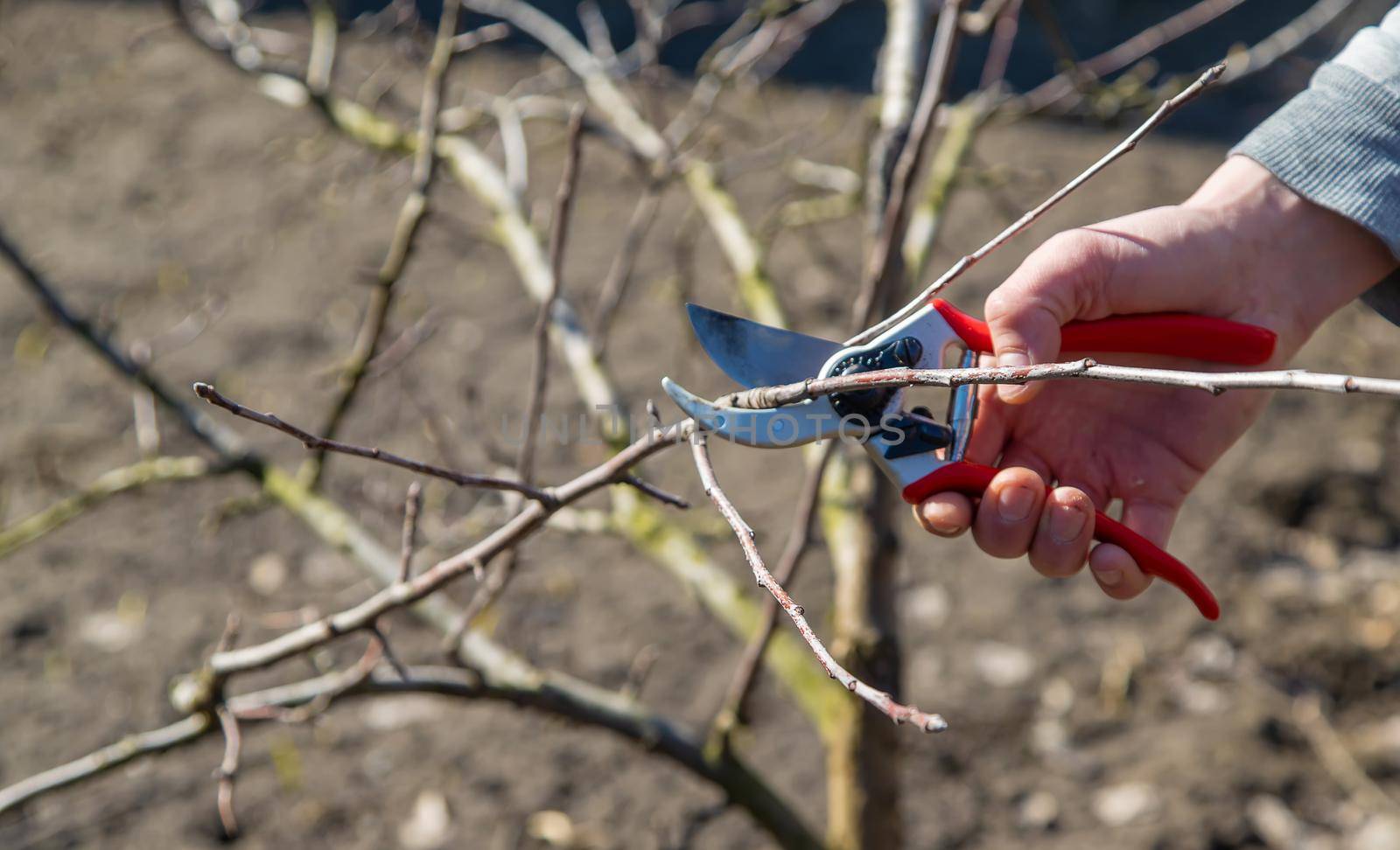 pruning branches with pruning shears.