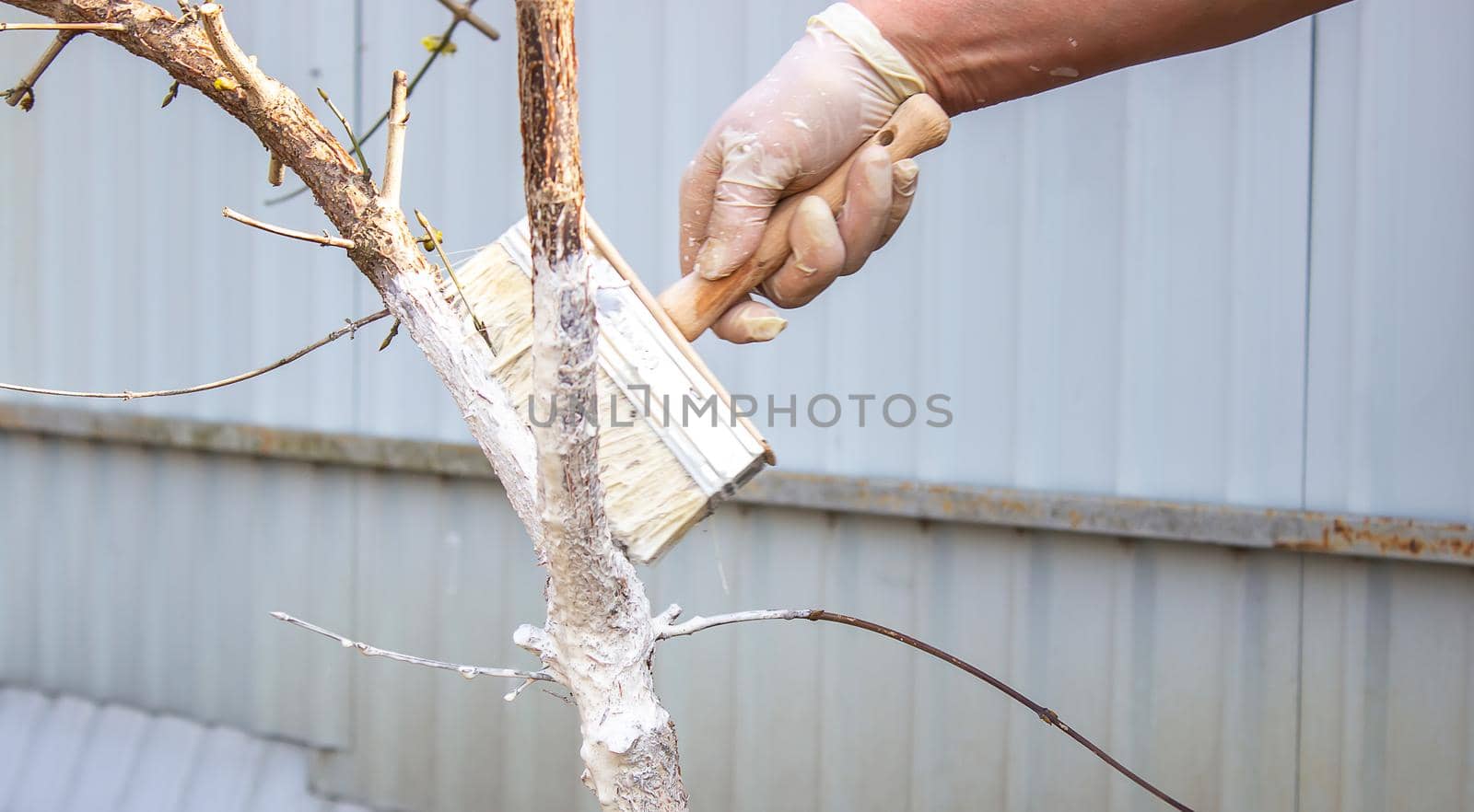 Girl whitewashing a tree trunk in a spring garden. Whitewash of spring trees, protection from insects and pests.selective focus