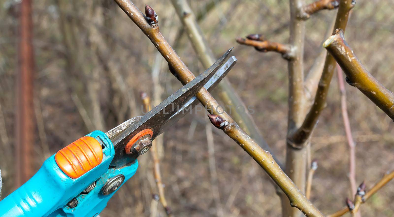 Pruning an fruit tree - Cutting Branches at spring