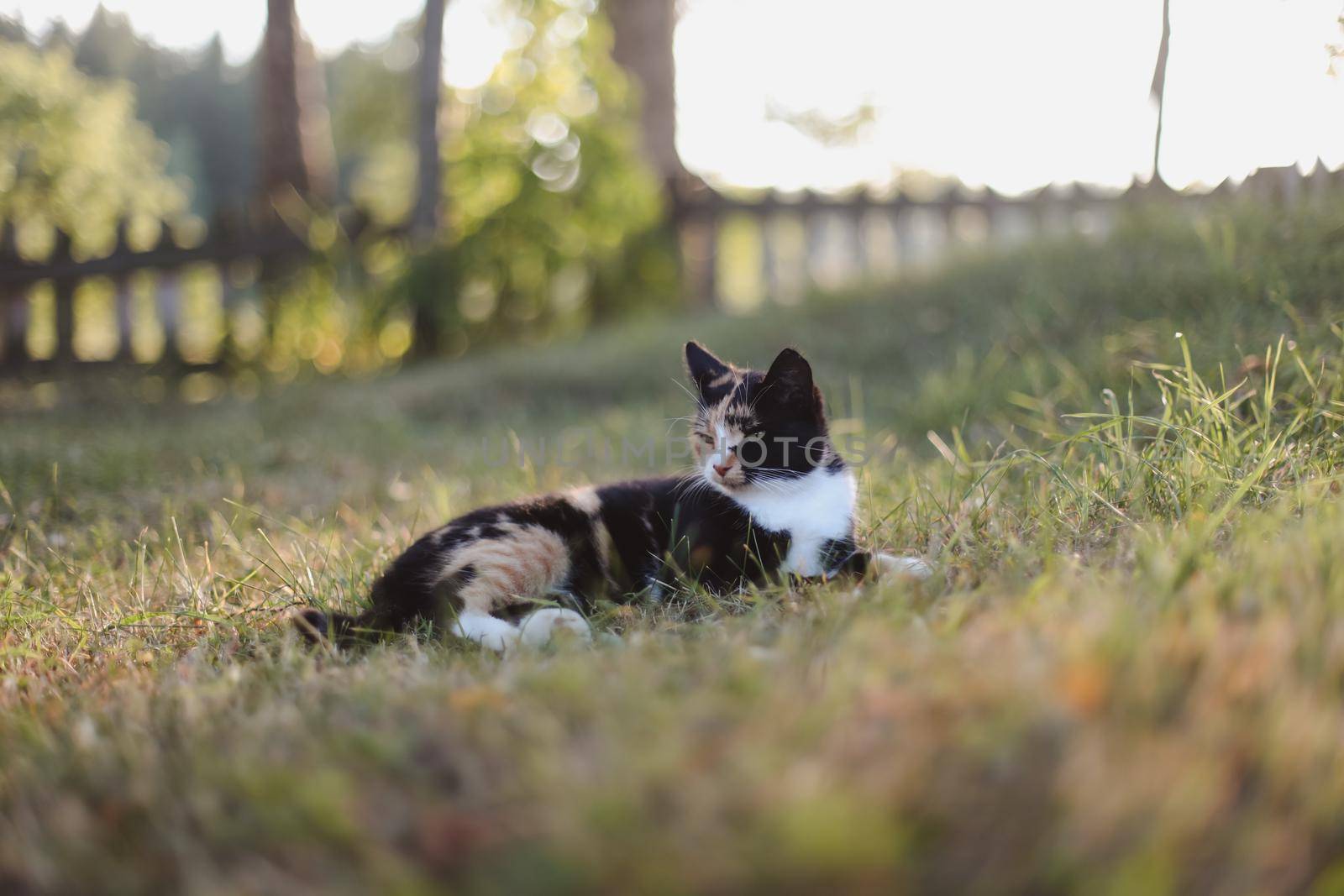 Funny colorful calico cat in grass in bright sunshine. Fluffy domestic cat lying outdoors.