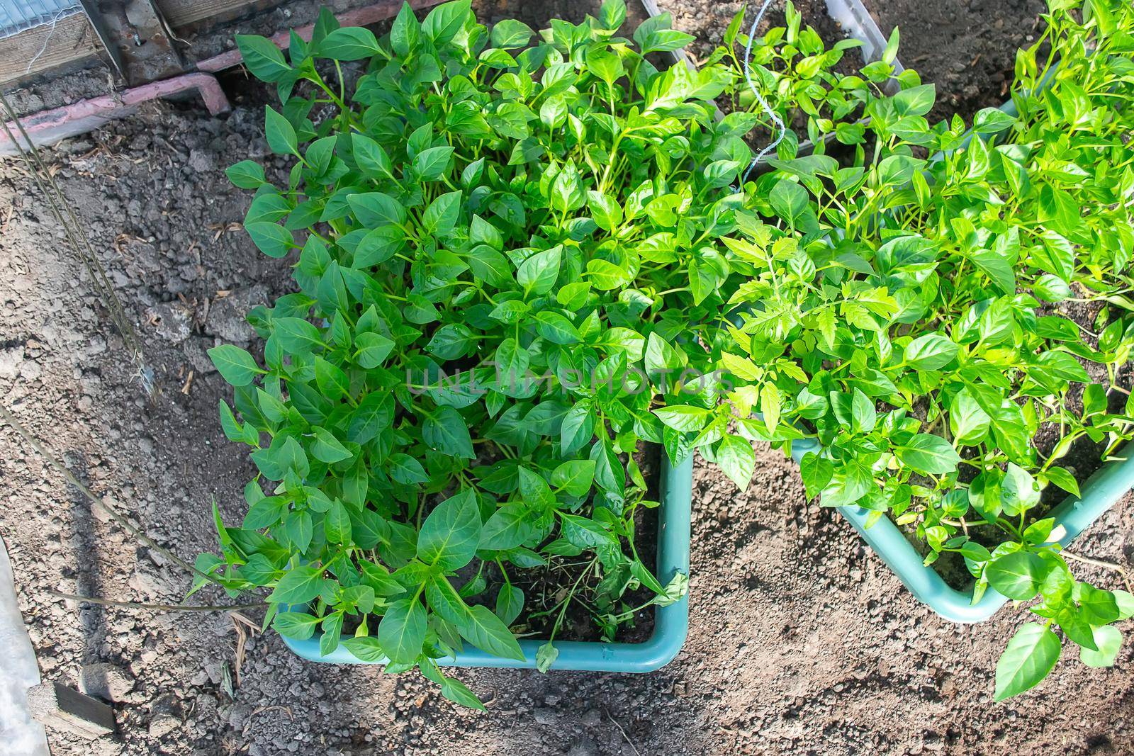 Potted seedlings growing in biodegradable peat moss pots on wooden background with copy space