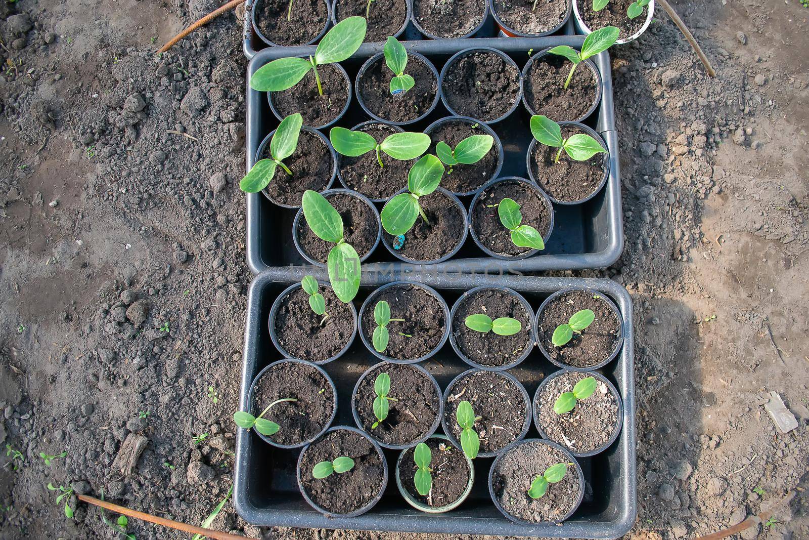 Potted seedlings growing in biodegradable peat moss pots on wooden background with copy space