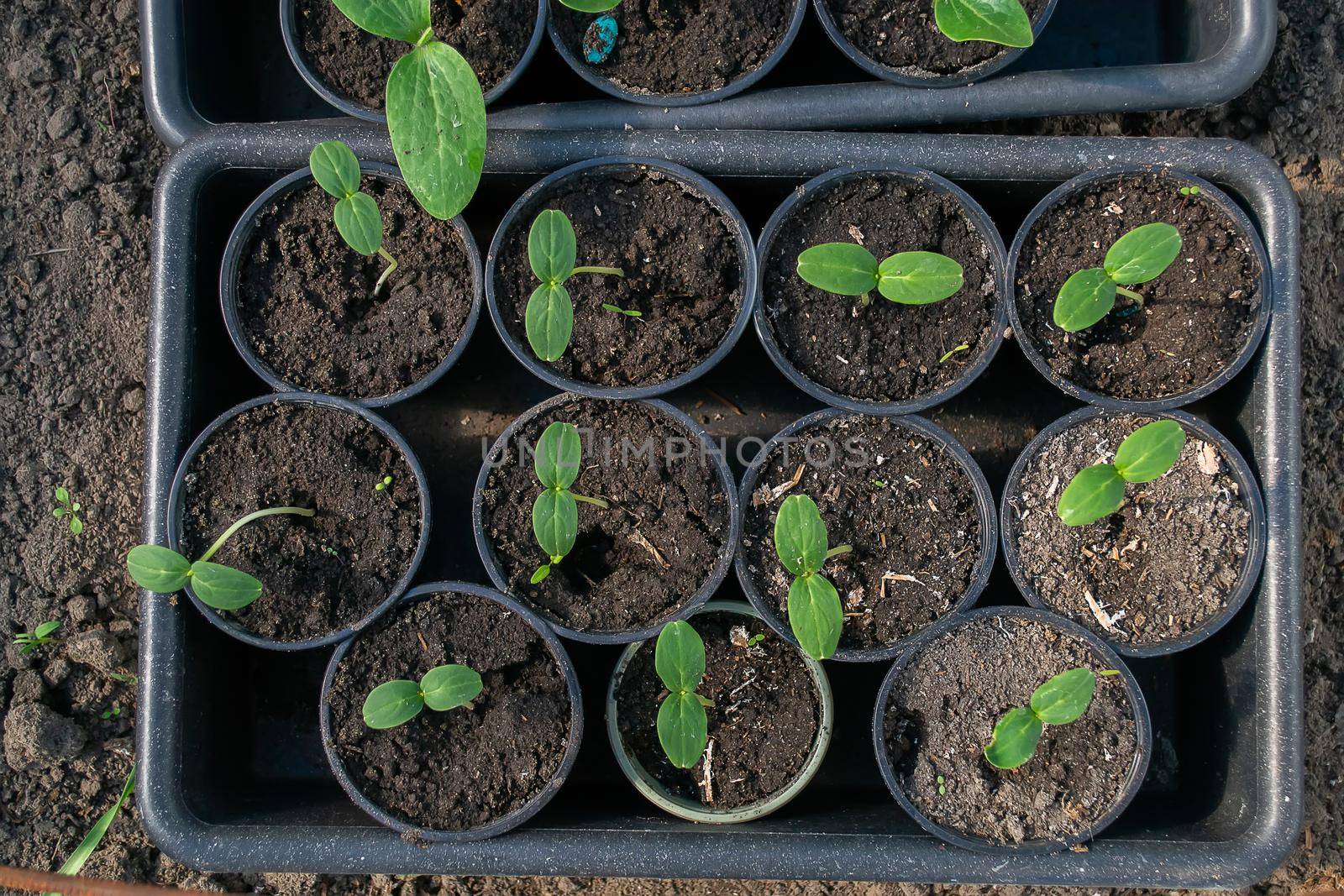 Potted seedlings growing in biodegradable peat moss pots on wooden background with copy space