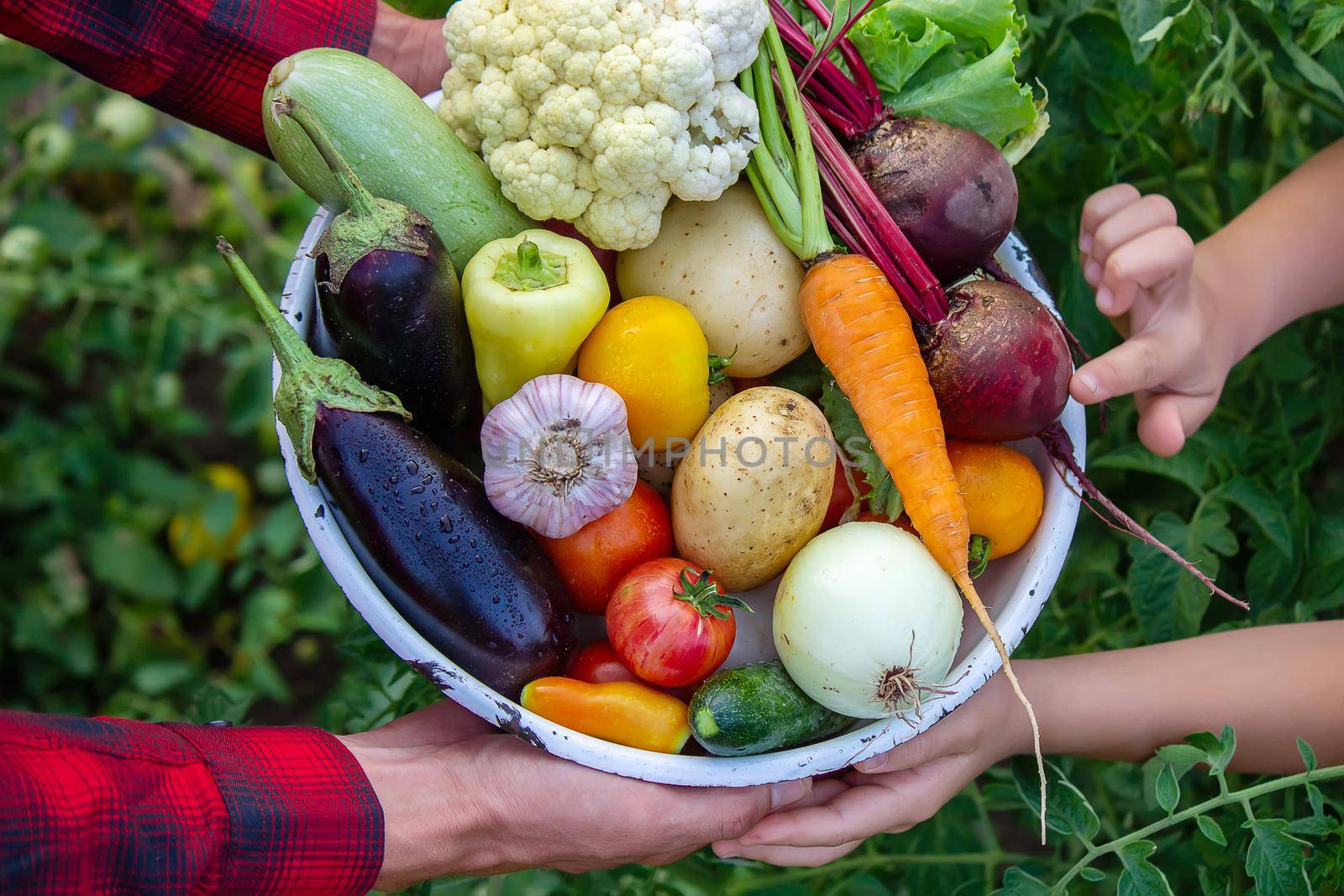 a man holds vegetables from a farm in Minsk. Nature