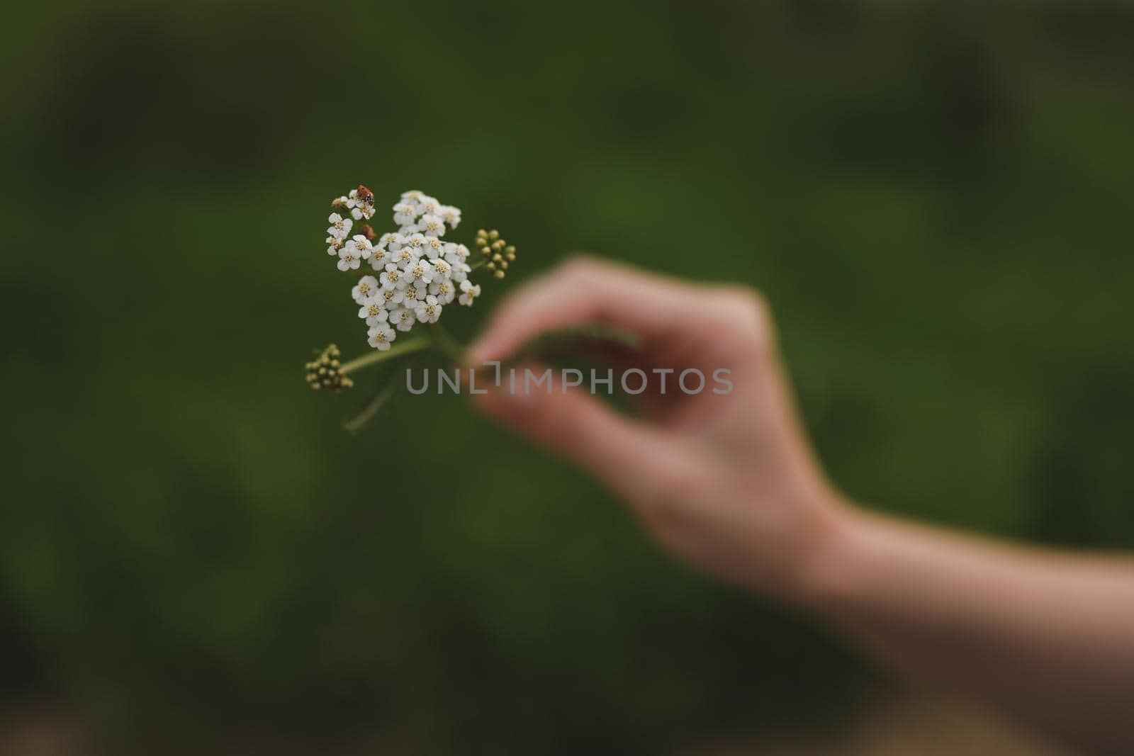 The hand holds a wild flower with a ladybug. Close up