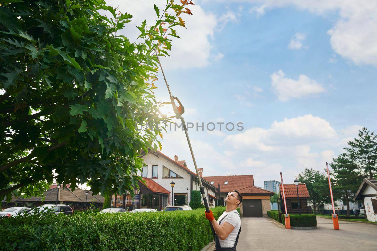 Professional gardener pruning hedge during summer days by SerhiiBobyk