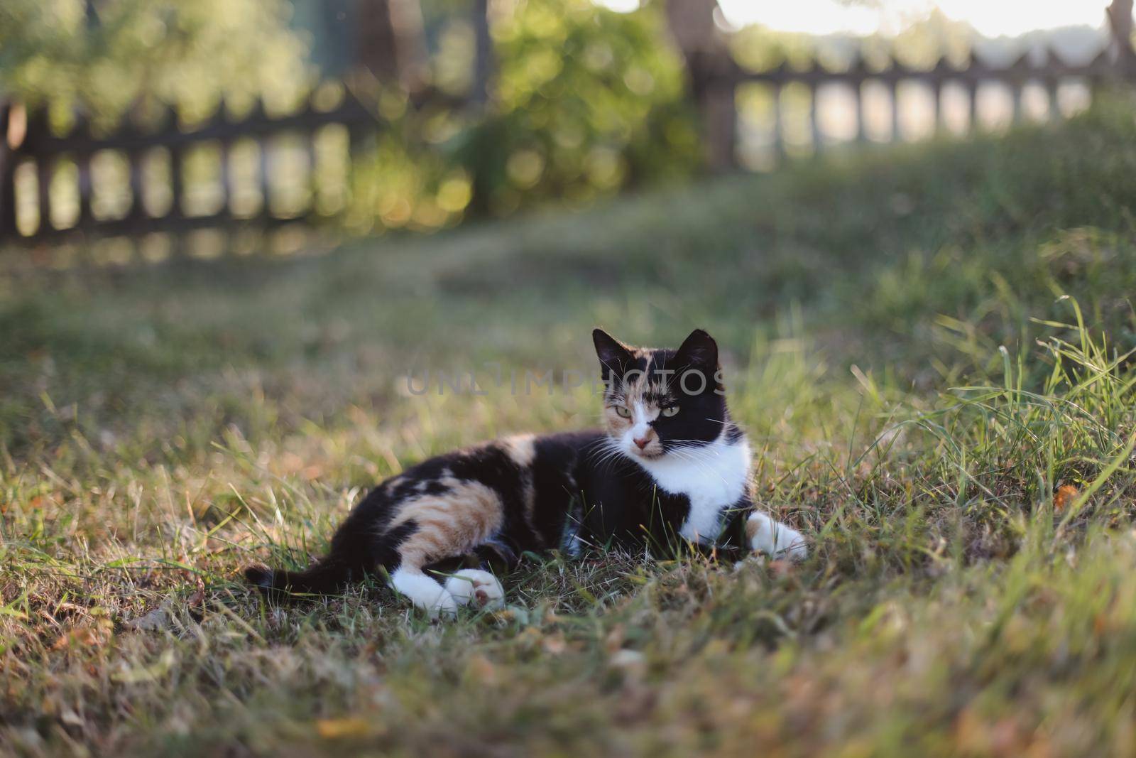 Funny colorful calico cat in grass in bright sunshine. Fluffy domestic cat lying outdoors.