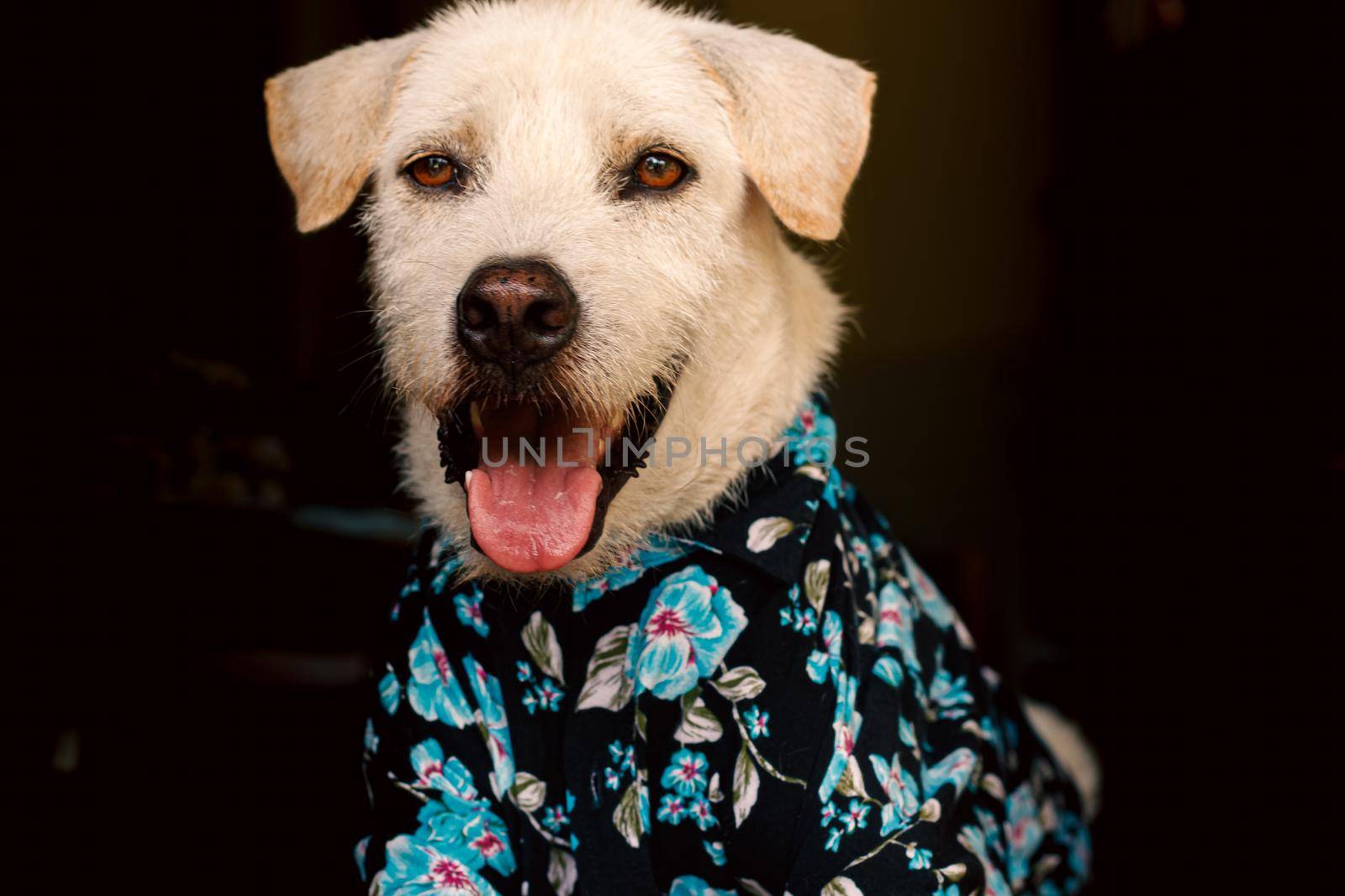 Happy terrier dog wearing a summer floral button down shirt