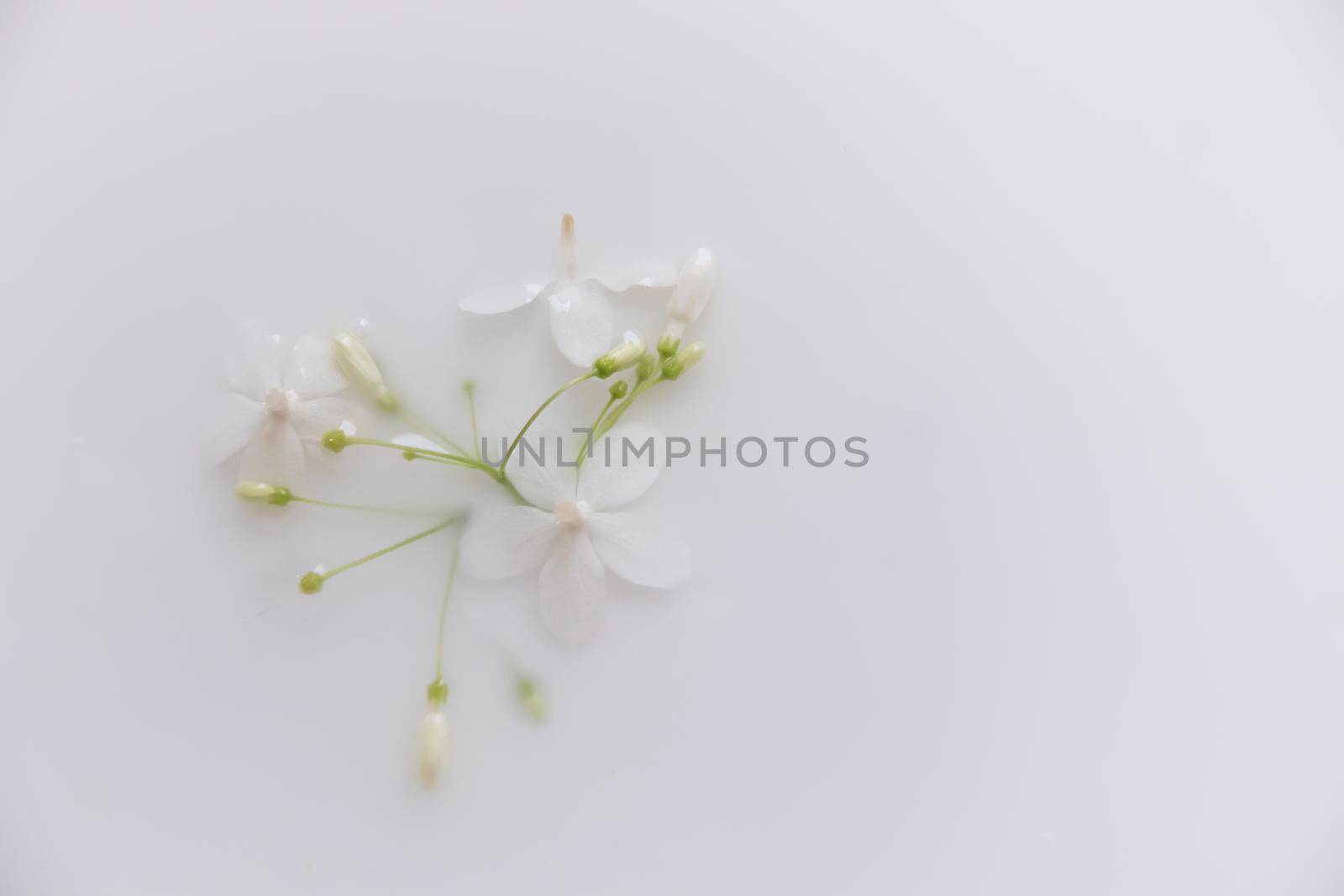 Delicate white flowers in a therapeutic milk bath to show concept of  sustainable comfort and tranquility of the Springtime