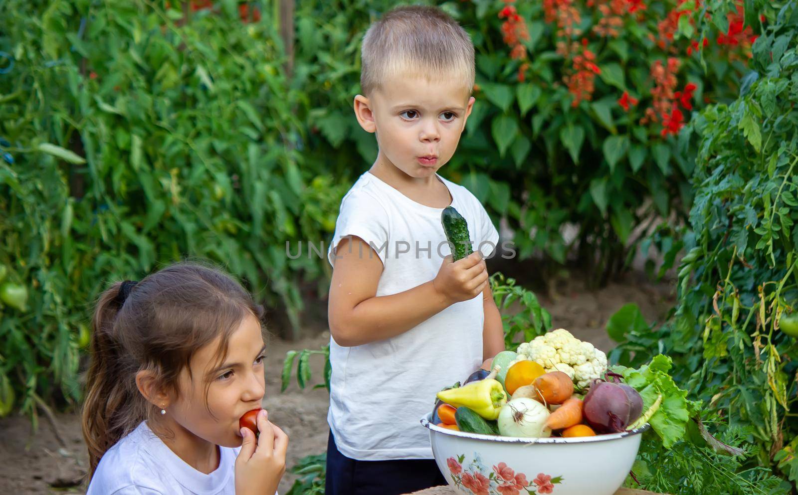 vegetables in the hands of children on the farm. Selective focus. Nature