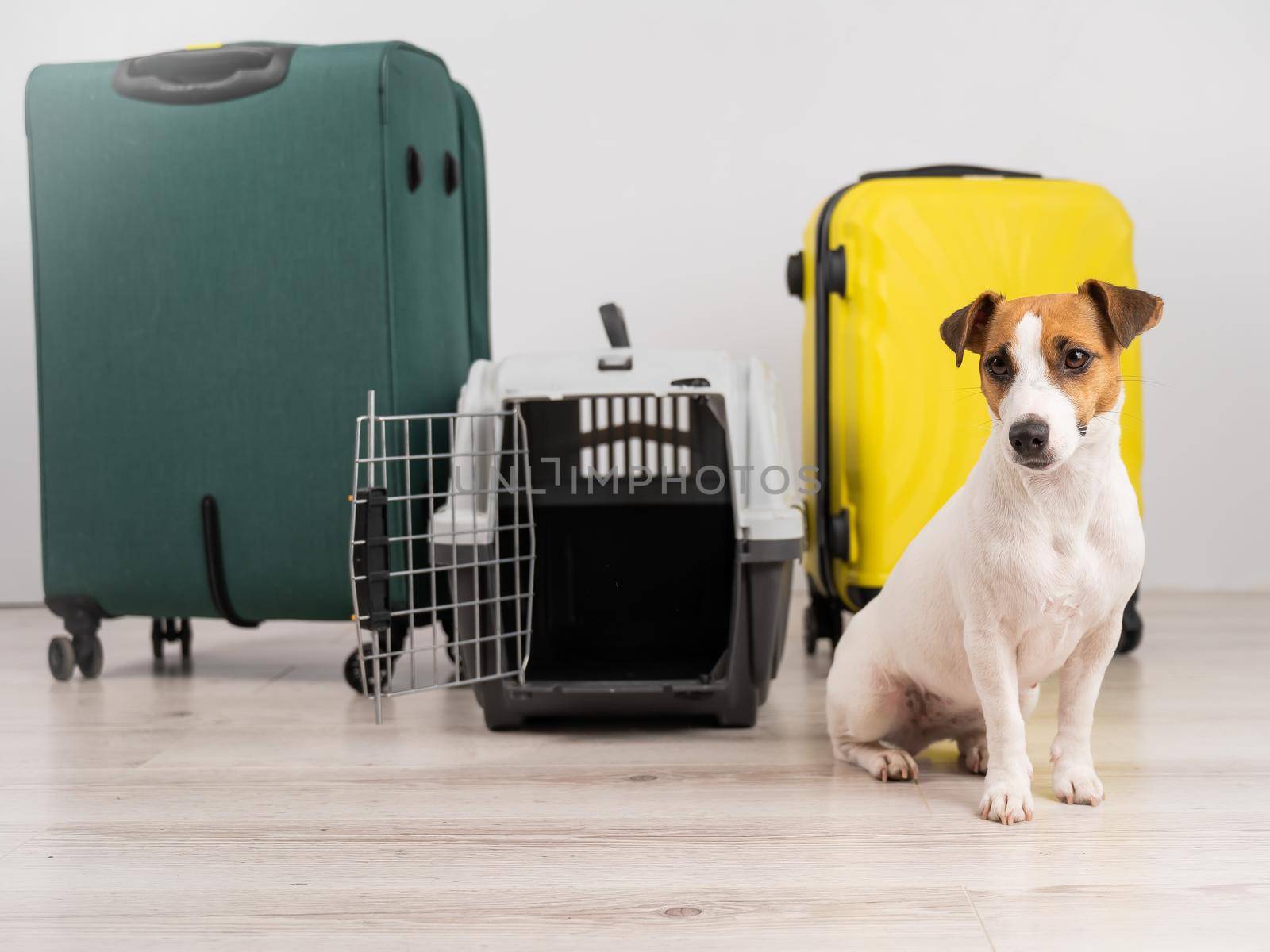 Jack russell terrier dog sits by suitcases and travel box. Ready for vacation