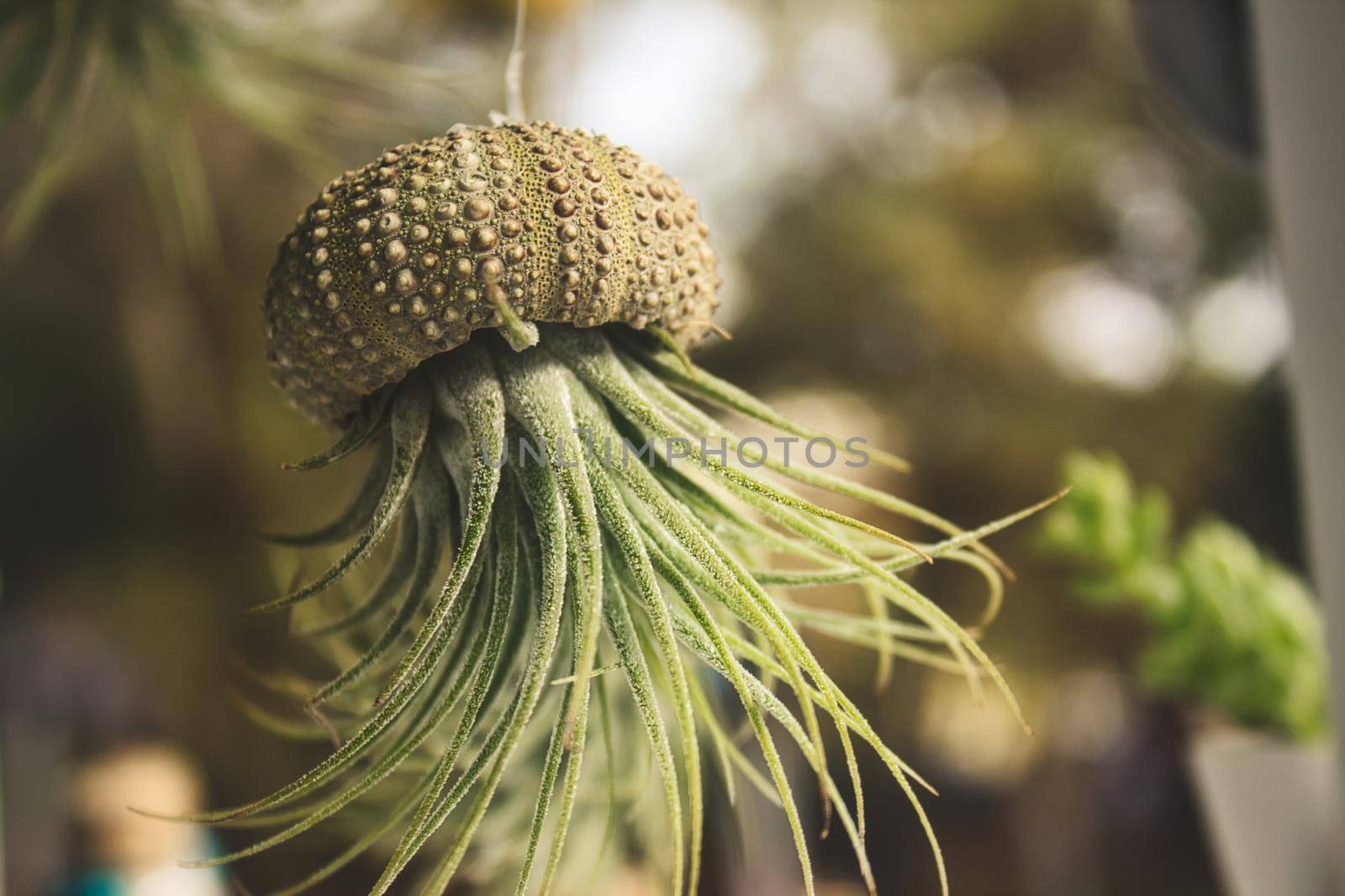 Epiphyte (Tillandsia) air plant growing out of a hollowed out sea shell hanging from a thread by tennesseewitney