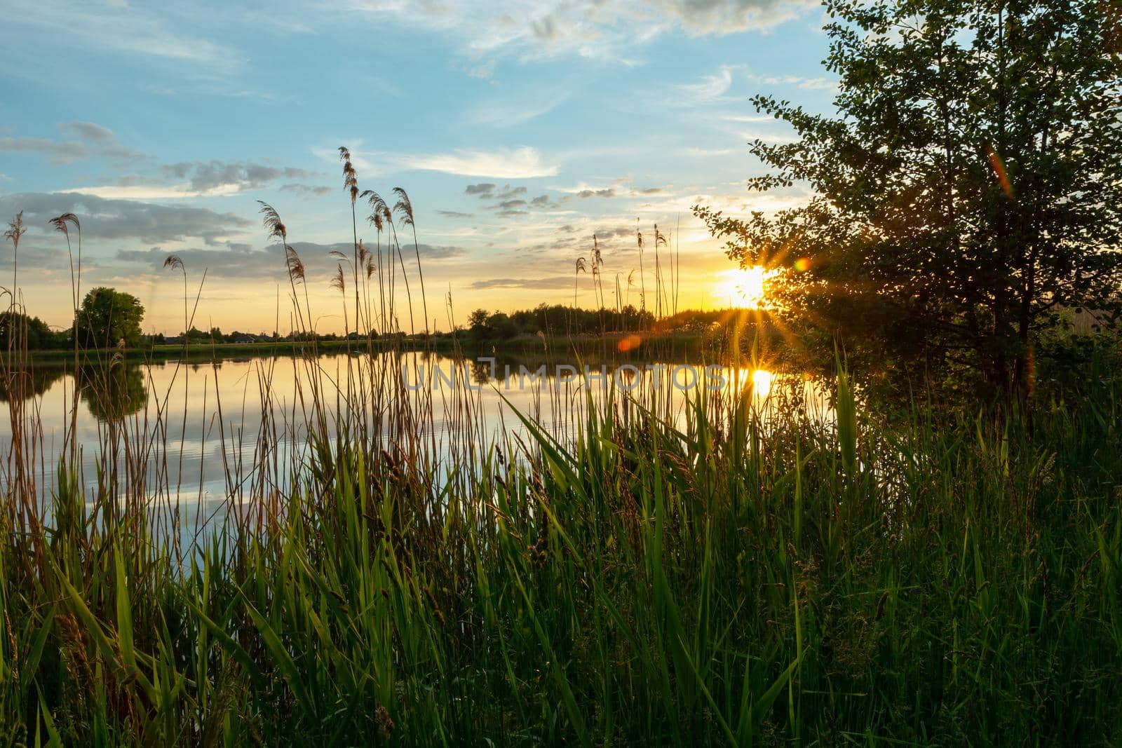 Sunset over the lake with green reeds, spring view
