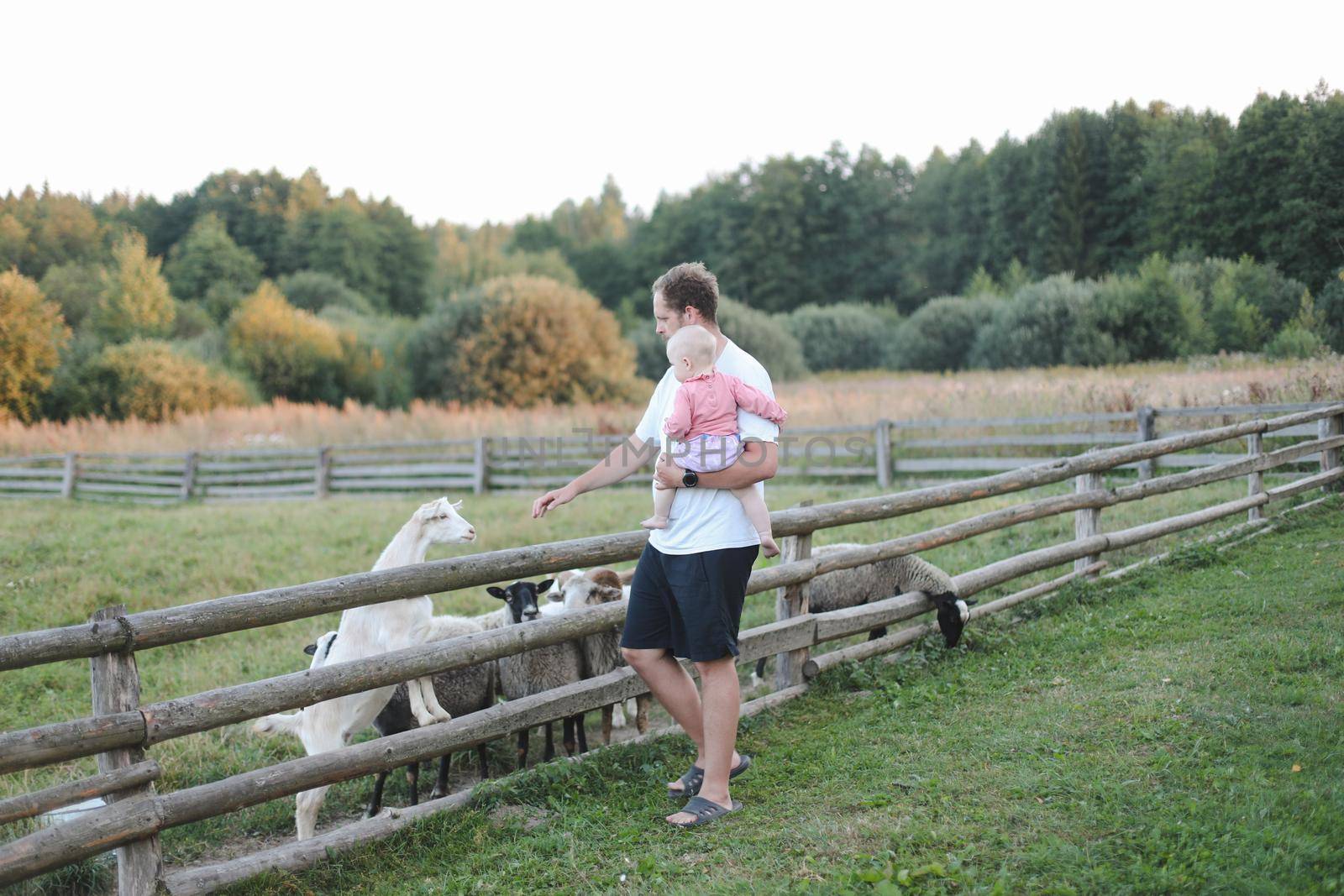 Family feeding goats and sheeps on the farm. Agritourism concept. Father and child petting domestic animals in the village.