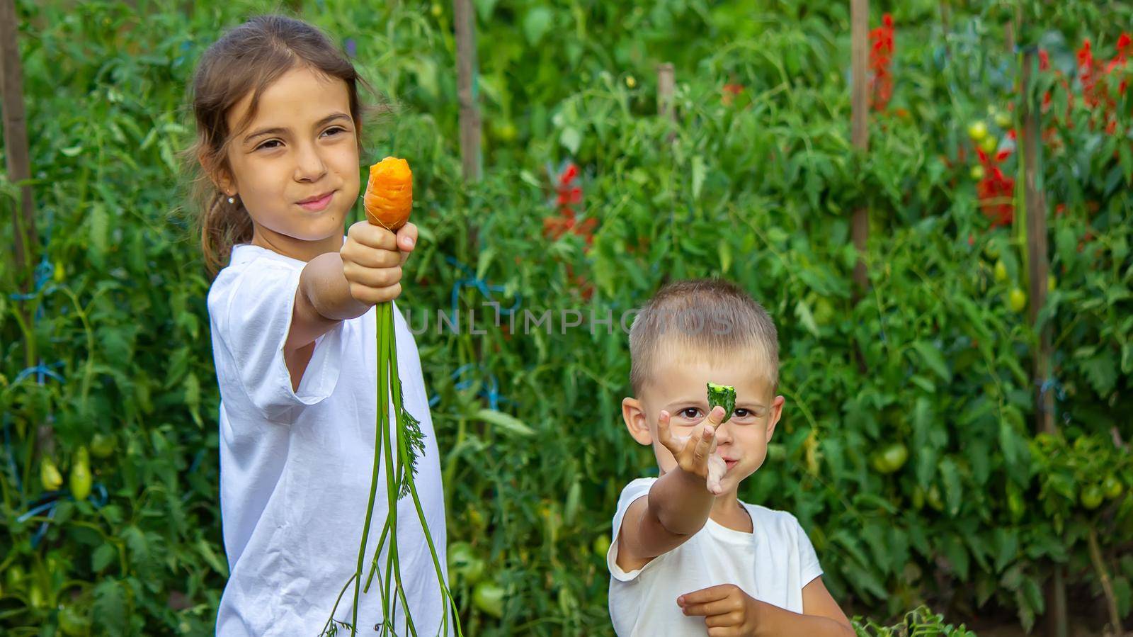 vegetables in the hands of children on the farm. Selective focus. Nature