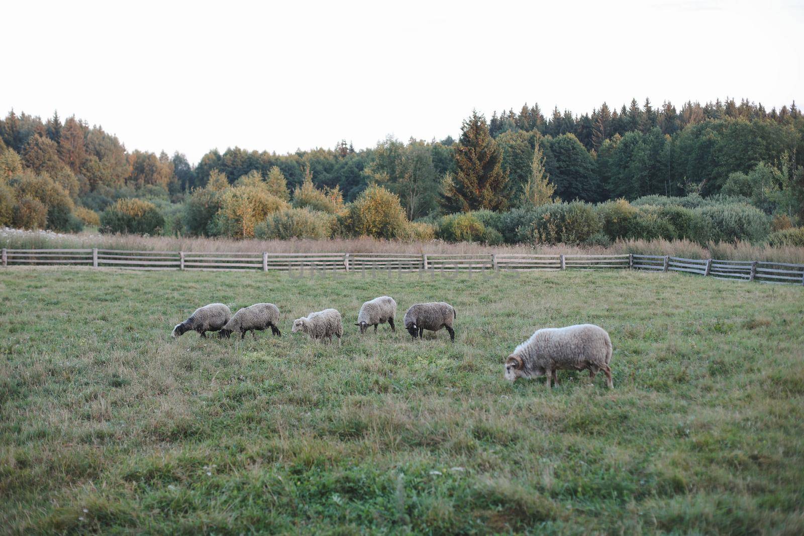Sheeps and goats on a farm. Agriculture, domestic cloven-hoofed animals
