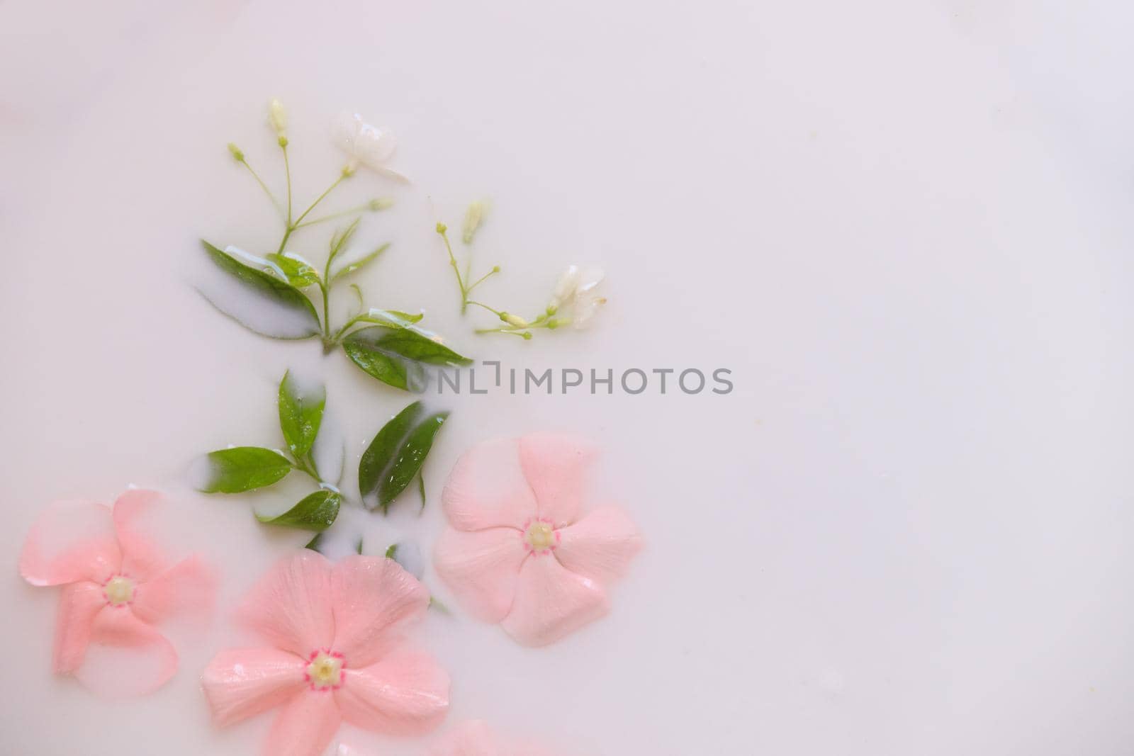 Close up of flowers and herbs in a milk bath for self-care, skincare, beauty and wellness