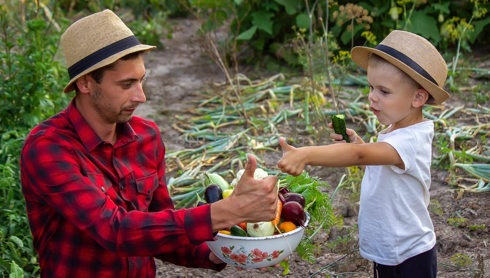 a man holds a bowl of fresh vegetables from the farm in his hands. Nature. by Anuta23