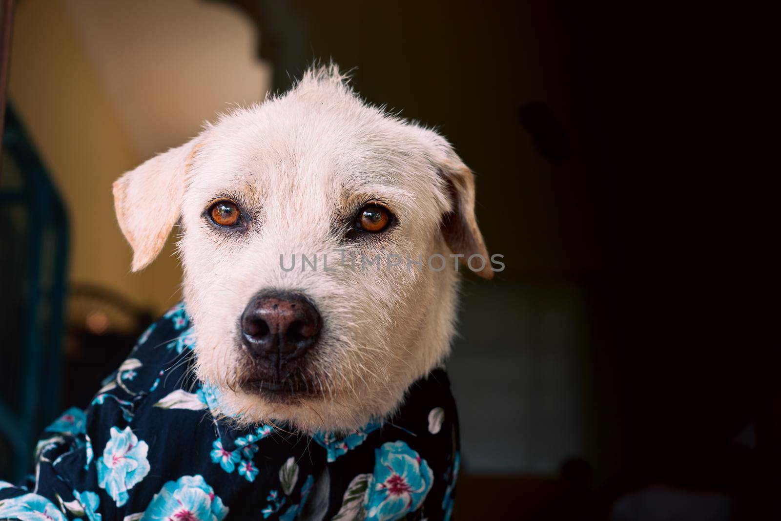 dog wearing a summer floral button down shirt by Sonnet15