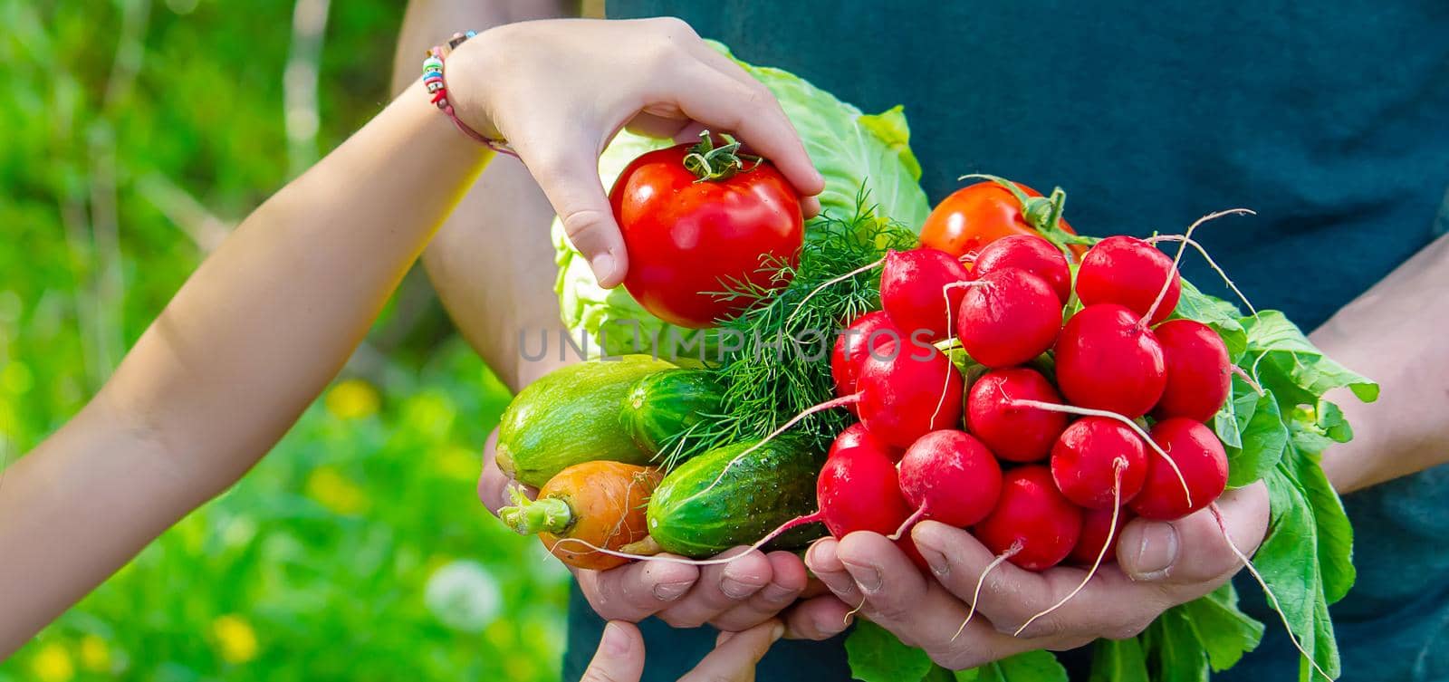 A man and his child in the garden with vegetables in their hands. Selective focus. nature.