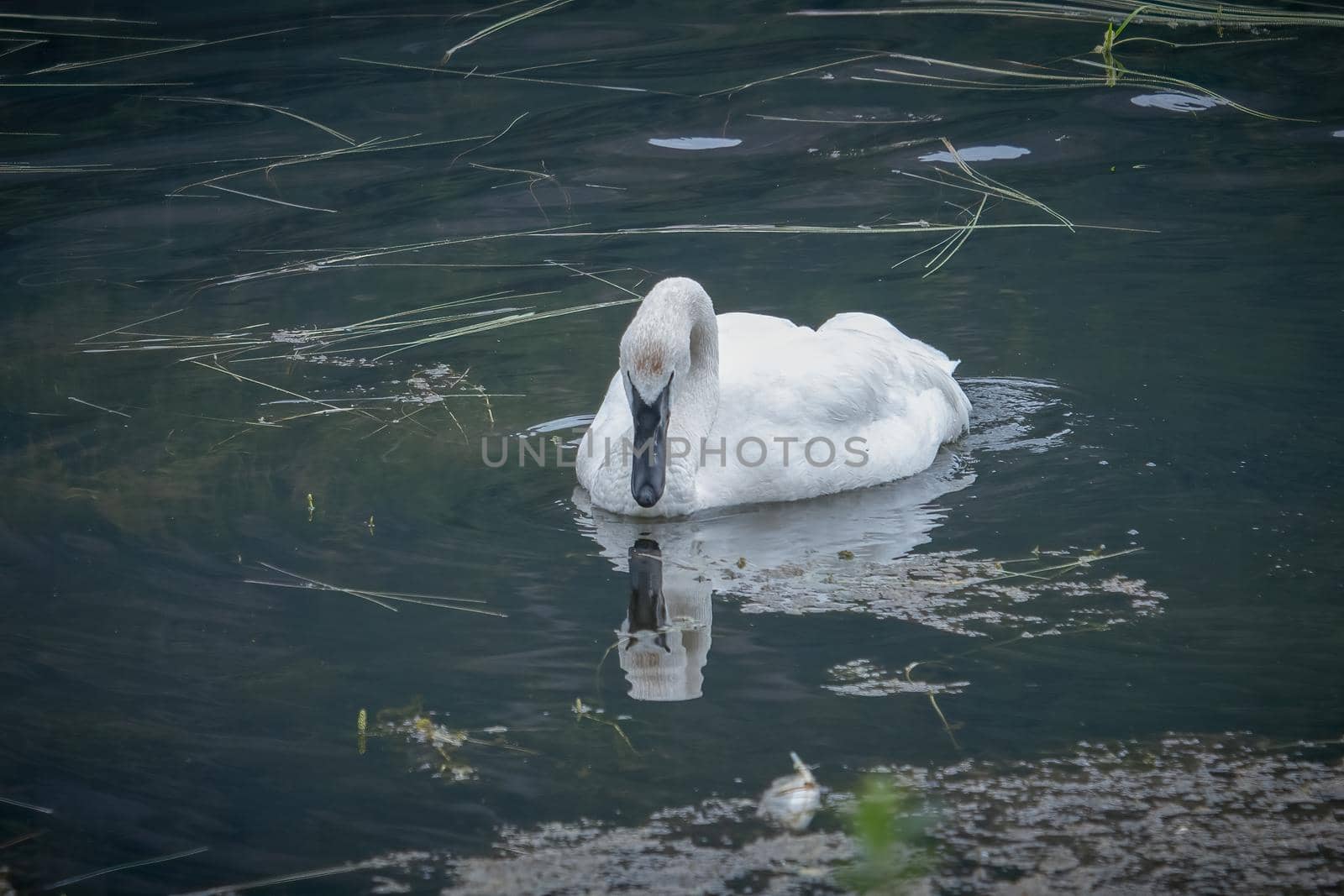 Wild Trumpeter Swan gazes at his reflection in the water