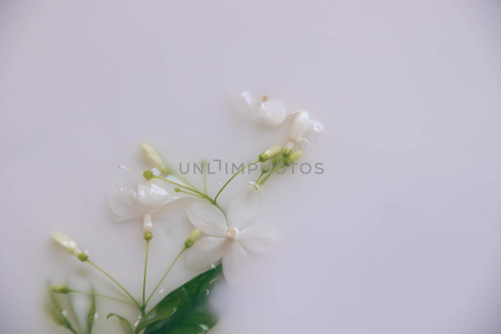 Delicate white flowers in a therapeutic milk bath by Sonnet15