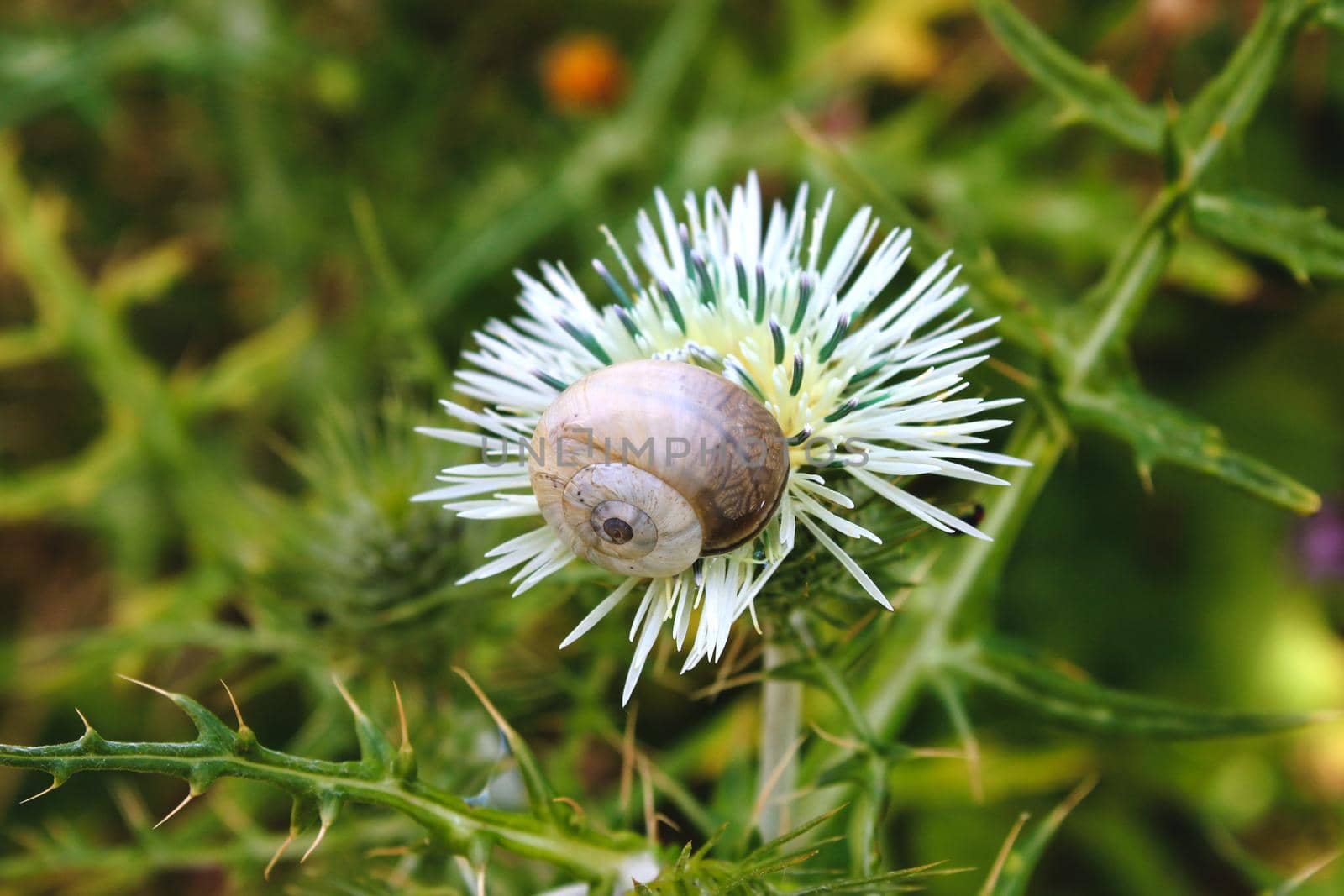 White shell snail perched on a flower in the countryside with a green foliage background