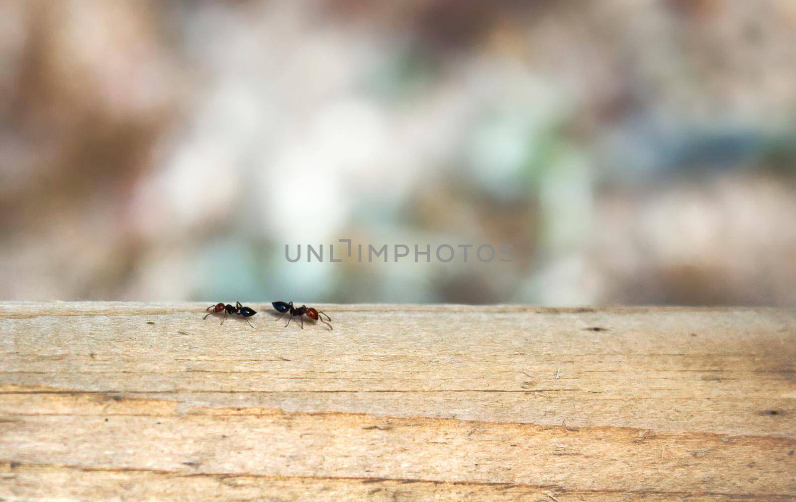 Two worker ants crawling across a wooden beam with a colorful, blurry, bokeh background with plenty of copy space for text