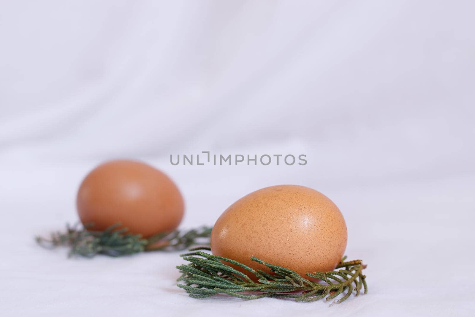 Eggs Nesled in Spruce Leaves by Sonnet15